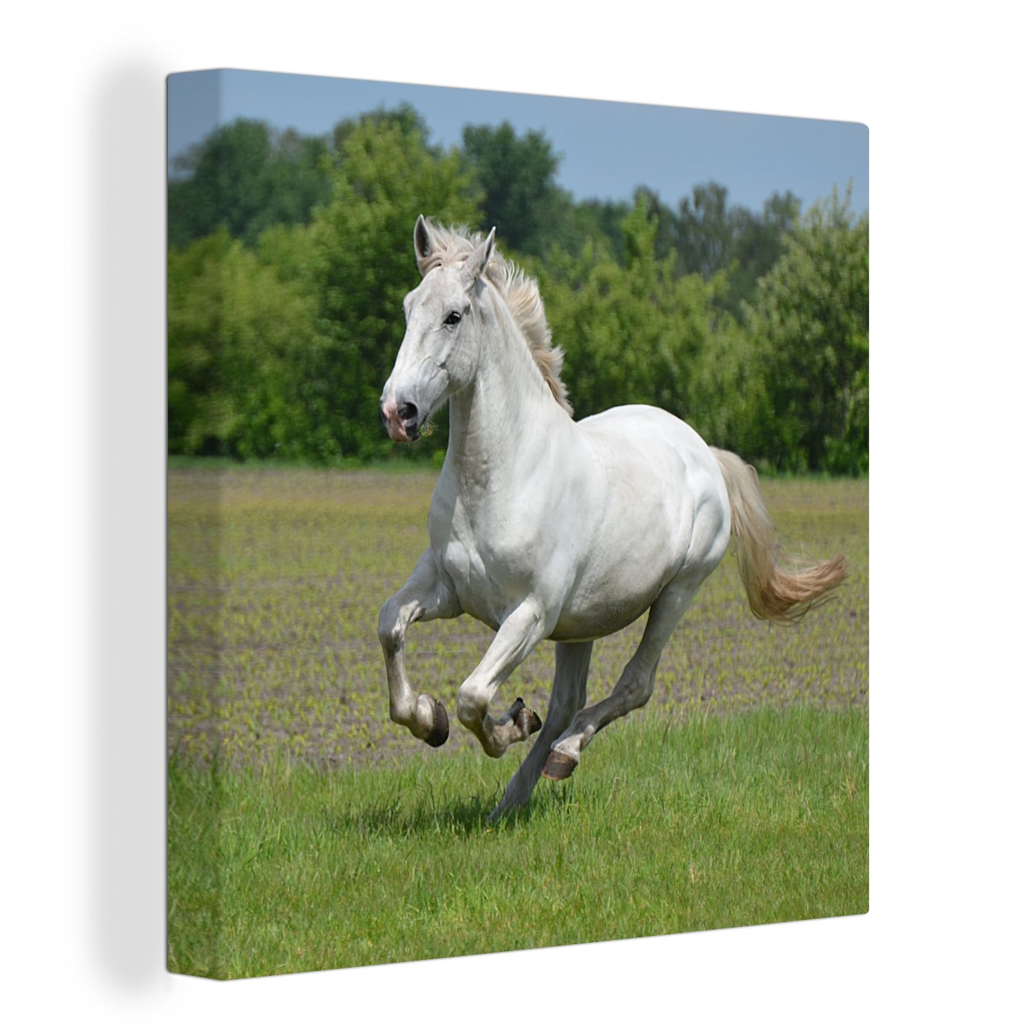 Natur - Wohnzimmer OneMillionCanvasses® Pferde Leinwandbild Bilder bunt St), für Schlafzimmer (1 Weiß, Leinwand -