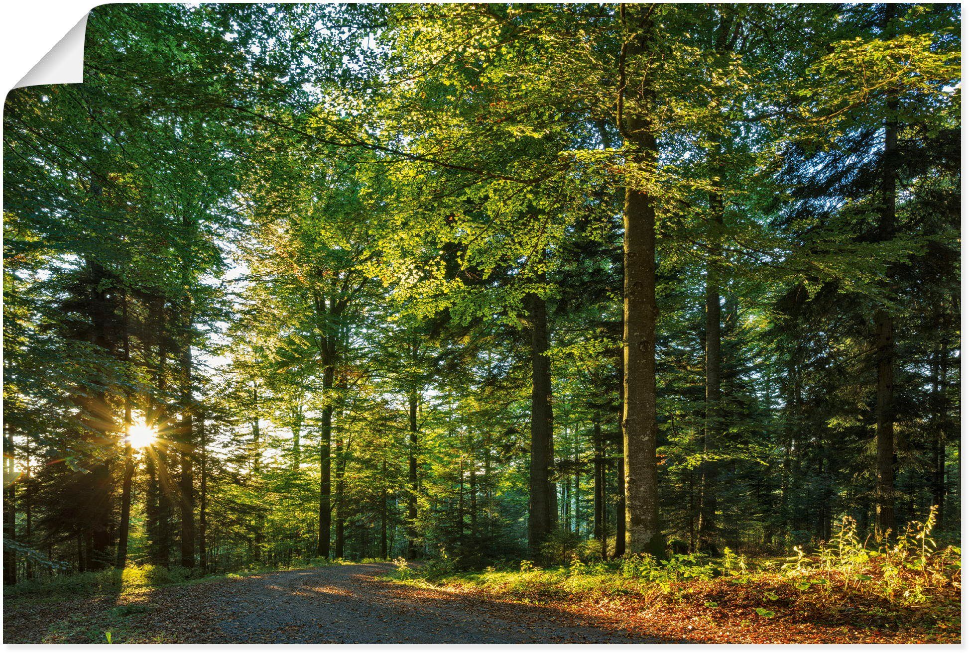 Artland Wandbild Waldweg im Romantischen Schwarzwald, Waldbilder (1 St), als Alubild, Leinwandbild, Wandaufkleber oder Poster in versch. Größen