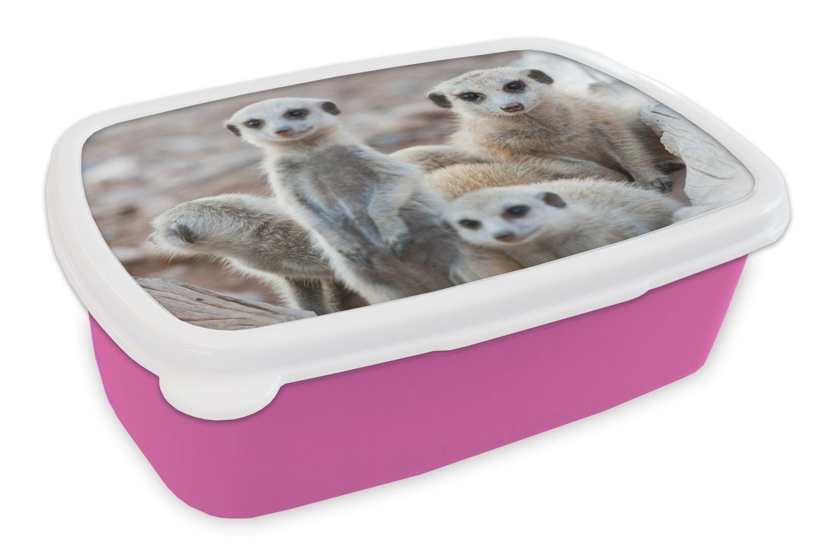 MuchoWow Lunchbox Neugierige Erdmännchen, Kunststoff, (2-tlg), Brotbox für Erwachsene, Brotdose Kinder, Snackbox, Mädchen, Kunststoff rosa