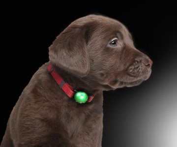 PRECORN Hunde-Leuchtgeschirr »LED Silikon Leuchtanhänger inkl. Batterie Leuchthalsband Halsband für Hund Haustier Katze uvm. Led Hundehalsband«