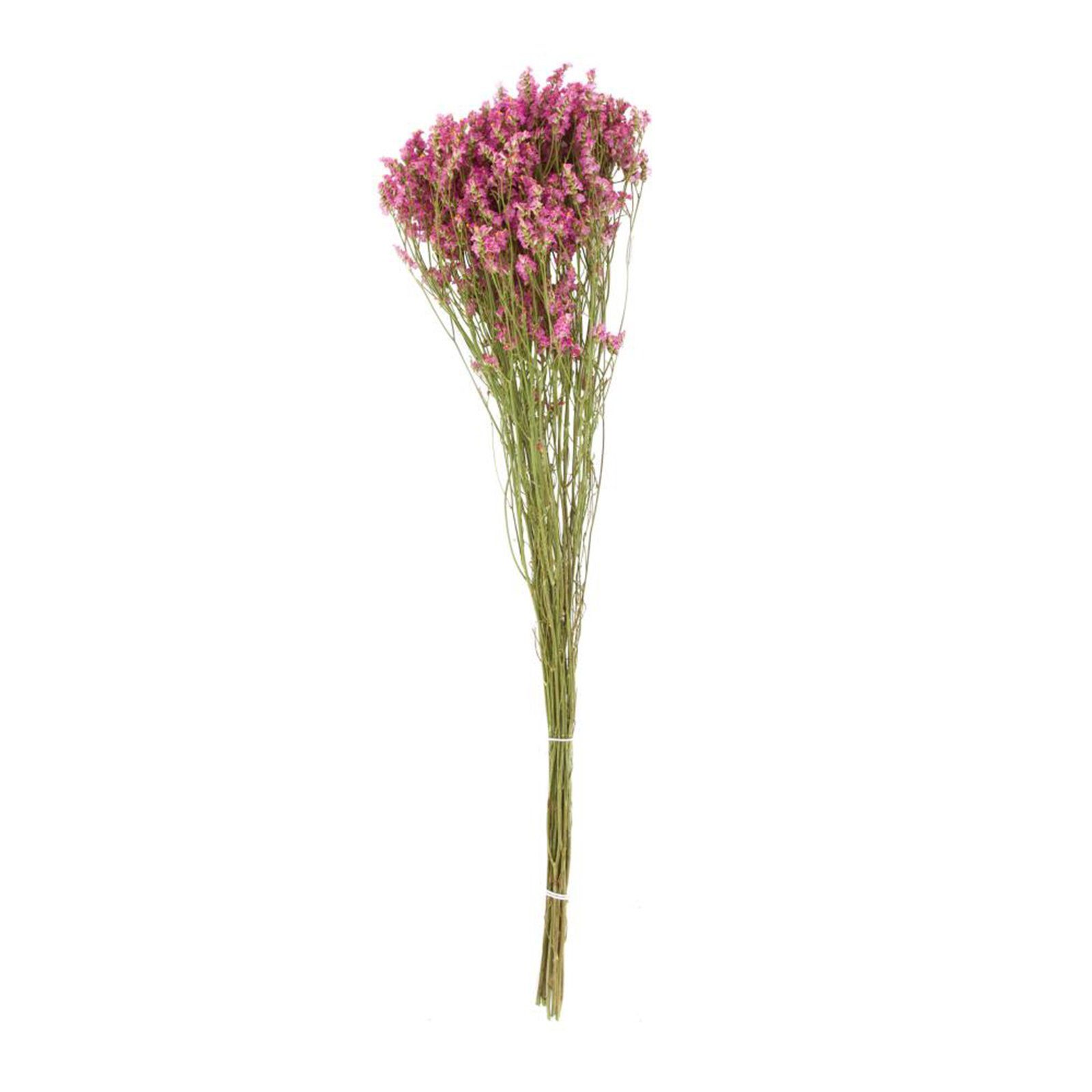 Trockenblume Strandflieder rosa - Limonium - 65x22x10 cm, DIJK