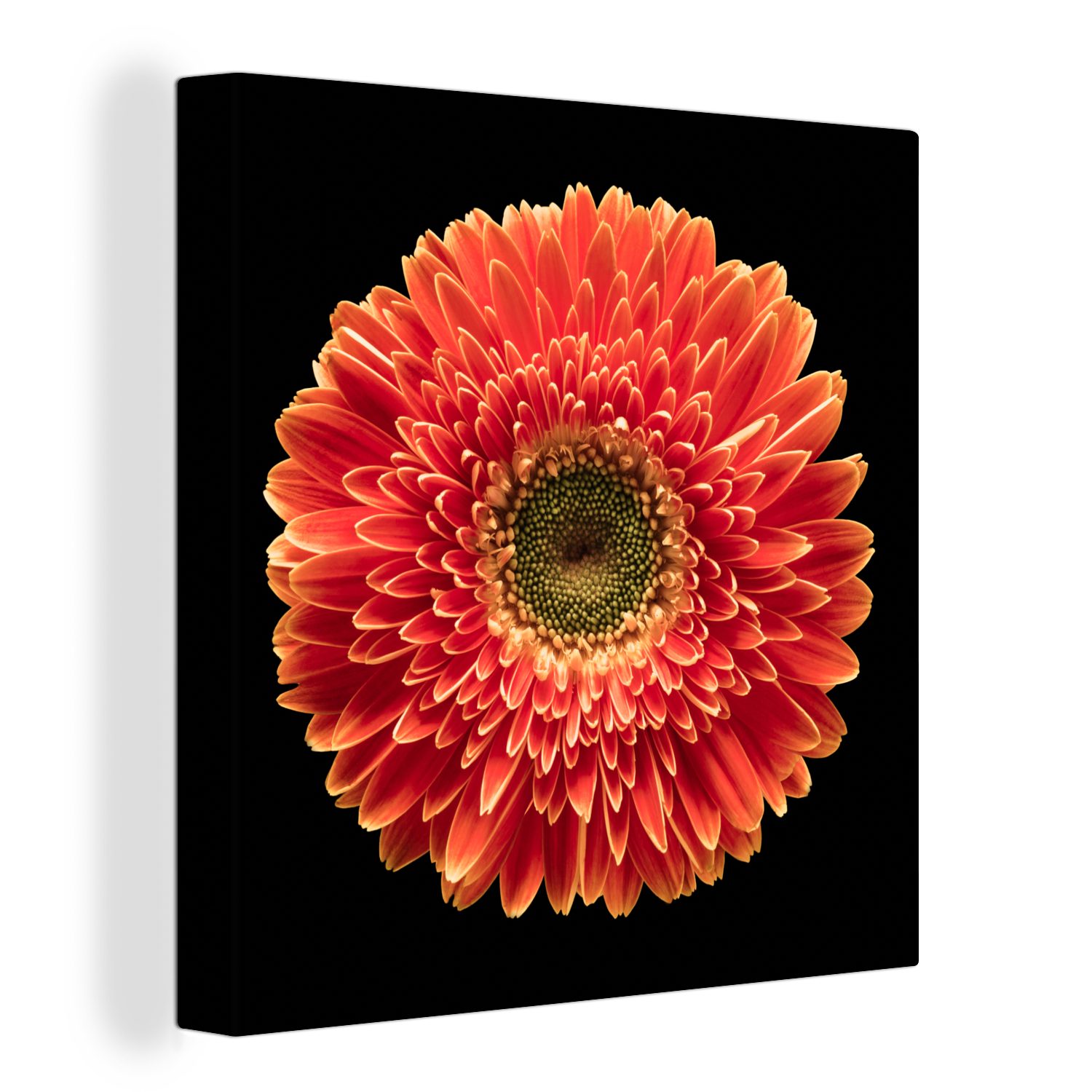 OneMillionCanvasses® Leinwandbild Eine orangefarbene Gerbera-Blüte vor schwarzem Hintergrund, (1 St), Leinwand Bilder für Wohnzimmer Schlafzimmer