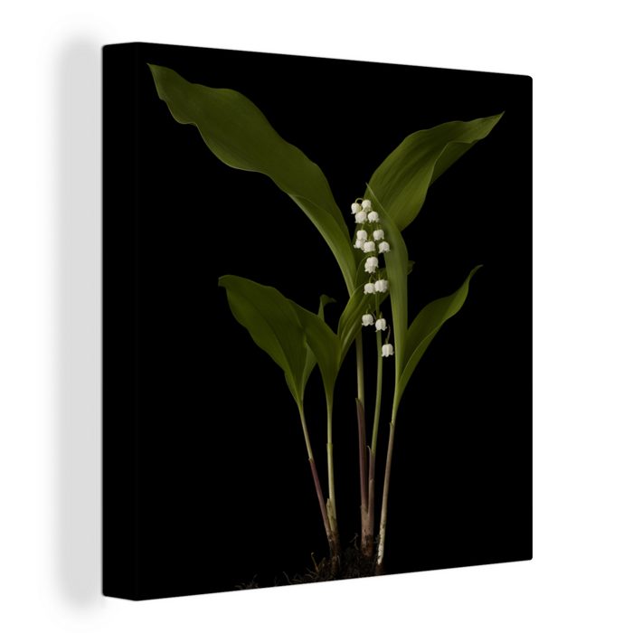 MuchoWow Leinwandbild Ein Maiglöckchen mit Blättern auf schwarzem (1 St) Leinwand Bilder Wandbilder Wohnzimmer Dekoration