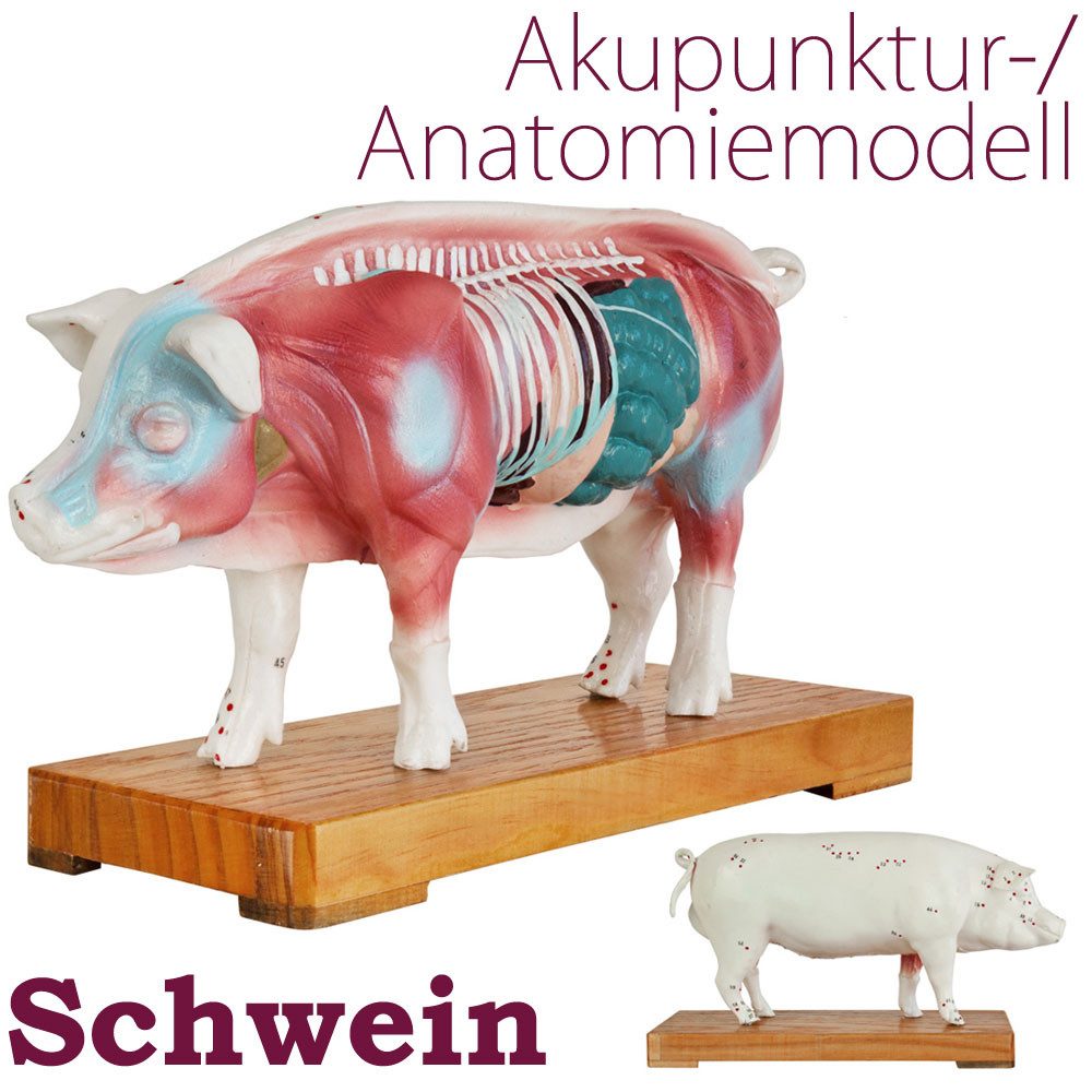 MedMod Dekoobjekt Akupunktur Anatomie TCM Modell Figur Schwein Muskelmodell Schwein