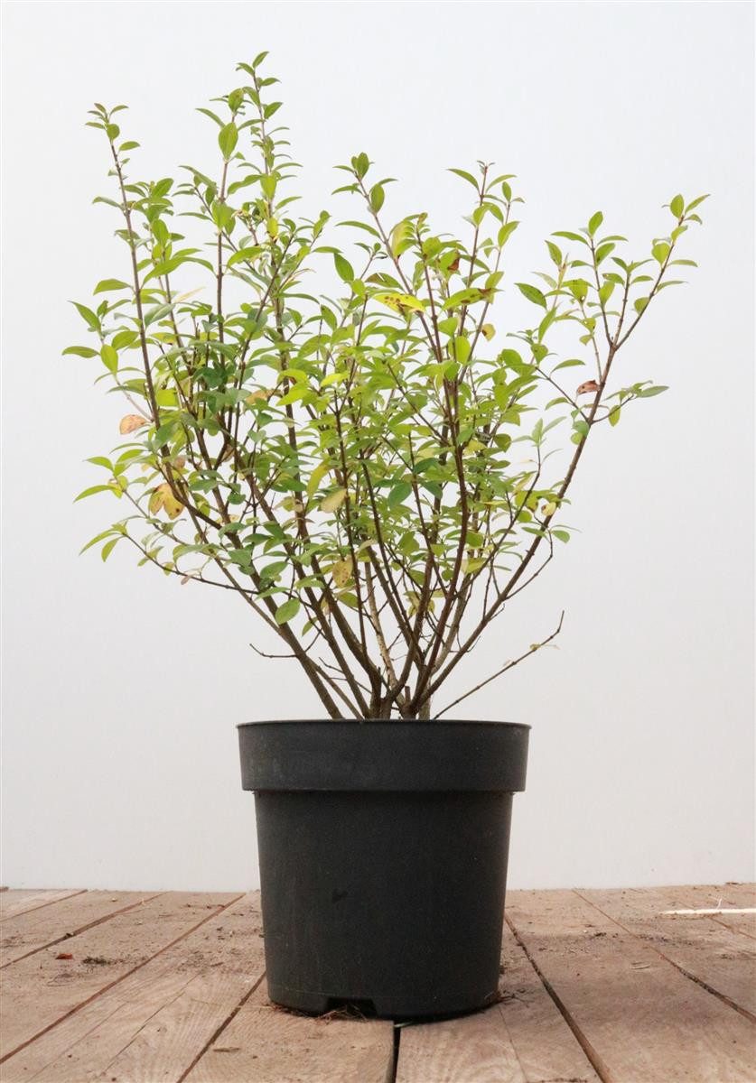 Pflanzen für Dich Gehölze Ligustrum vulg. Atrovirens, 1 St., Gewöhnlicher Liguster, Heckenliguster, Liguster