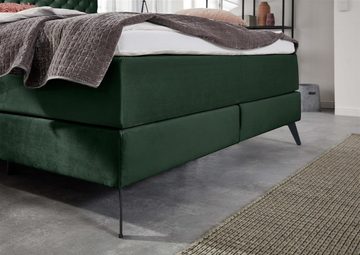 möbelando Boxspringbett LA Maison, Das Boxspringbett im Samtstoff mit gestepptem Kopfteil, ist auf einem hochwertigen Holzrahmen mit Bonnell-Federkern und einer 7-Zonen-Tonnentaschenfederkern-Matratze (TTFK 350) mit optimaler Körperanpassungsfähigkeit und hervorragender Punktelastizität durch sensible Federn, die einzeln in Taschen eingenäht sind.