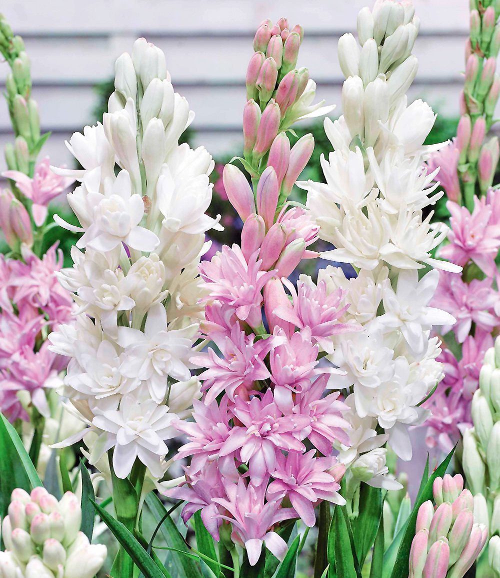BALDUR Garten Blumenzwiebeln Duft-Tuberose 'The Pearl & Pink Saphier', Duftrose, duftend, gefüllte Blüten, pflegeleicht