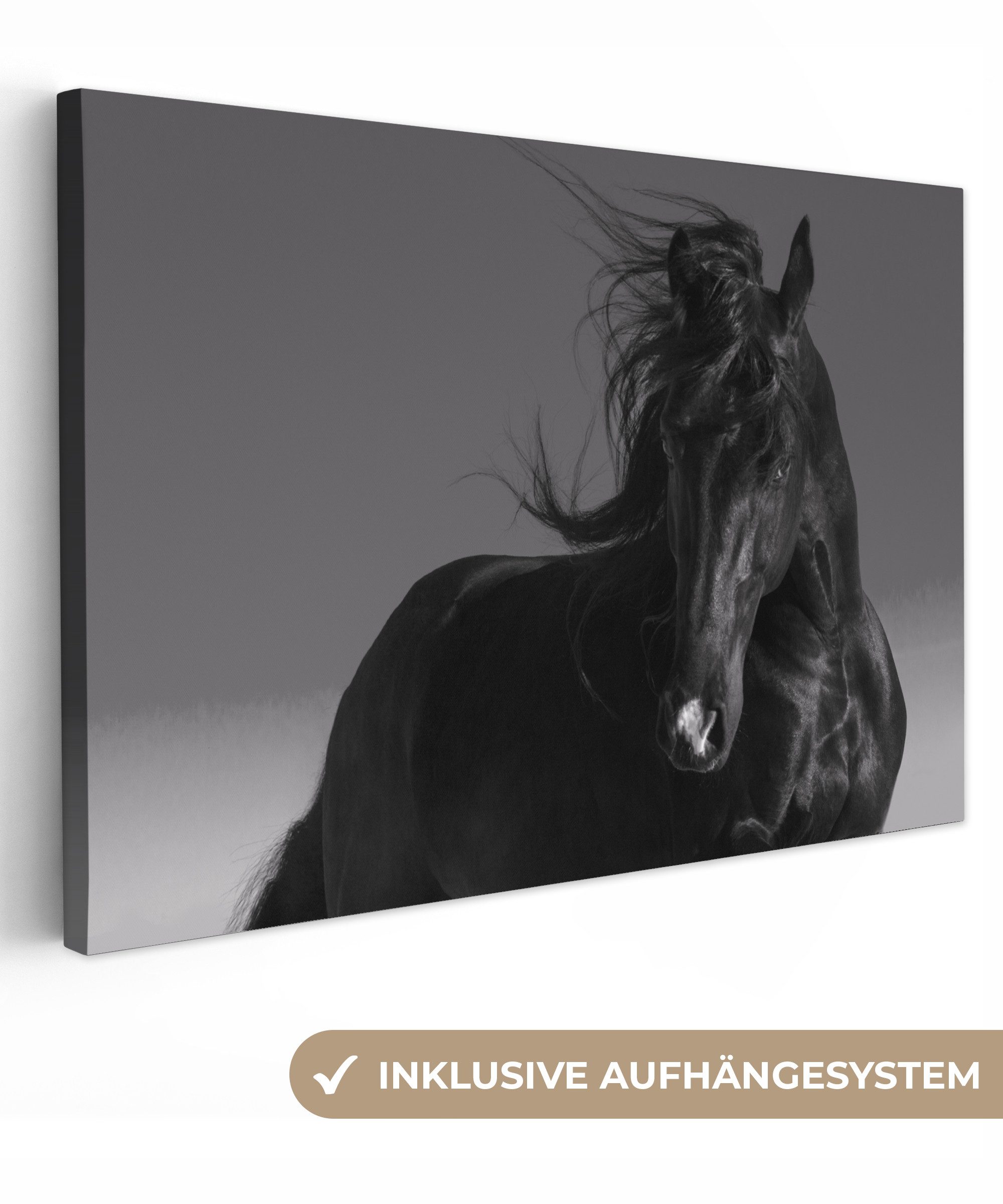 OneMillionCanvasses® Leinwandbild Pferd - Tiere - günstig online kaufen