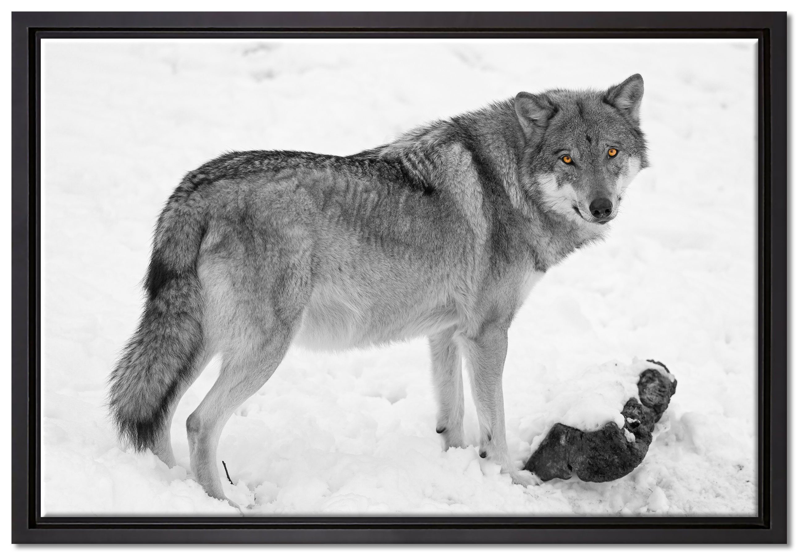 Pixxprint Leinwandbild im (1 Wanddekoration Leinwandbild in Schattenfugen-Bilderrahmen Zackenaufhänger einem St), prächtiger Schnee, Wolf fertig bespannt, gefasst, inkl