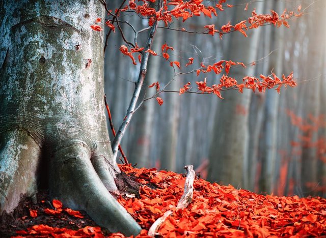 Papermoon Fototapete »Old Autumn Tree«, glatt-Otto