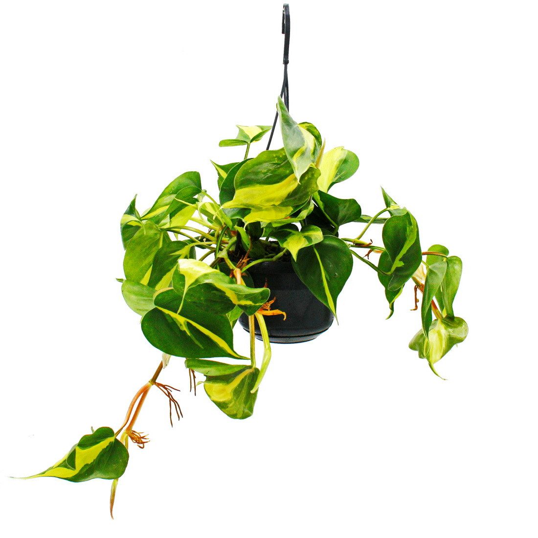 Exotenherz Zimmerpflanze Philodendron scandens Brasil zweifarbig 15cm Ampel günstig online kaufen