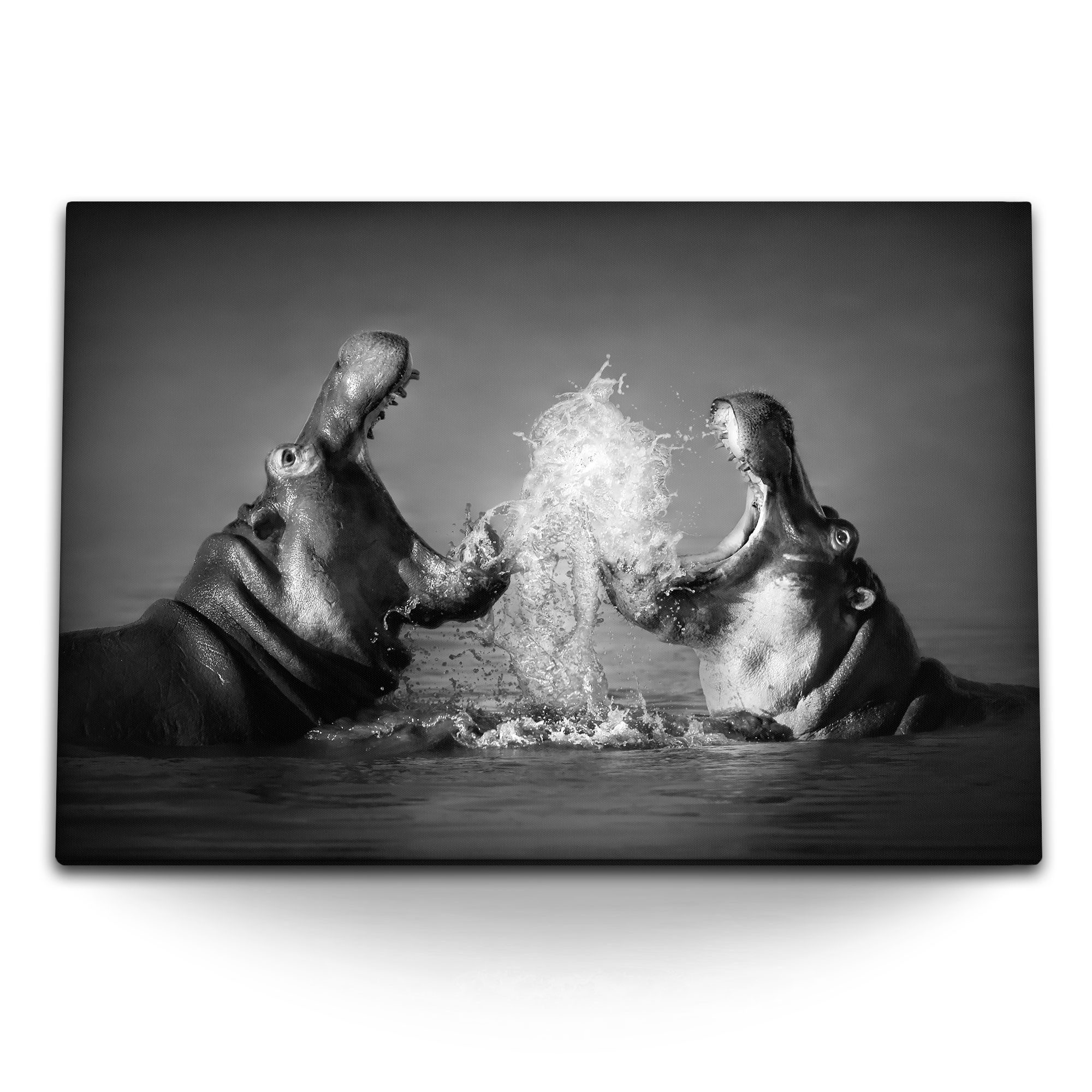 Leinwandbild 120x80cm Wandbild auf Leinwand Tierfotografie Nilpferde Schwarz Weiß A