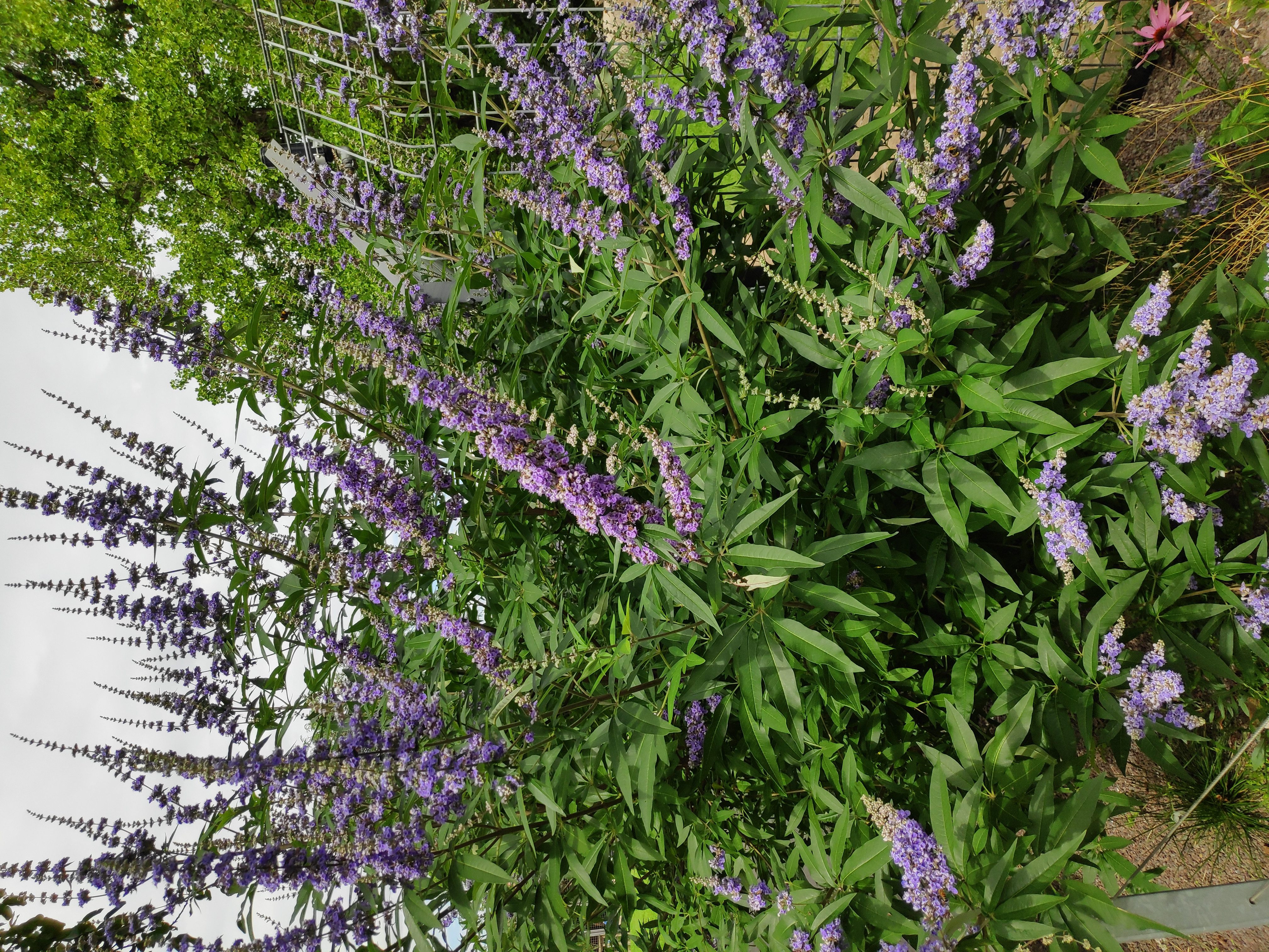 Baumschule Gold Gehölze Mönchspfeffer Vitex agnus-castus