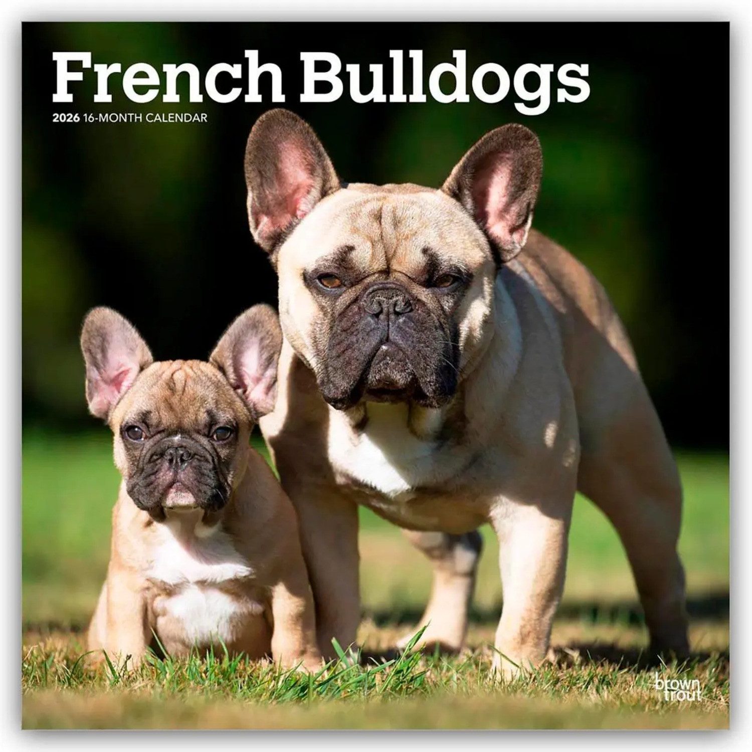 Wandkalender French Bulldogs - Französische Bulldogge 2026 - 16-Monatskalender