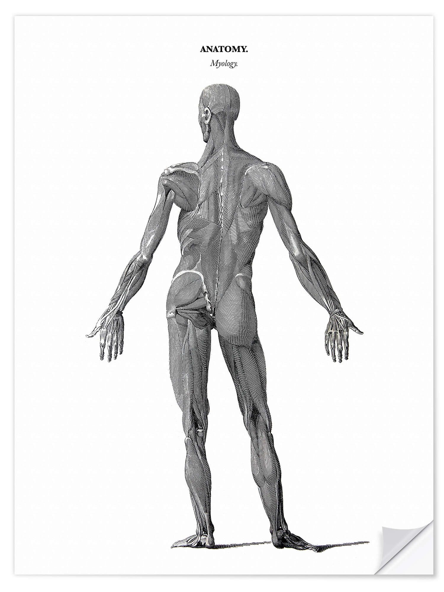 Posterlounge Wandbild Anatomie der menschlichen Muskulatur, Thomas Milton, erhältlich als Poster, Leinwandbild, Wandsticker oder Acrylglasbild