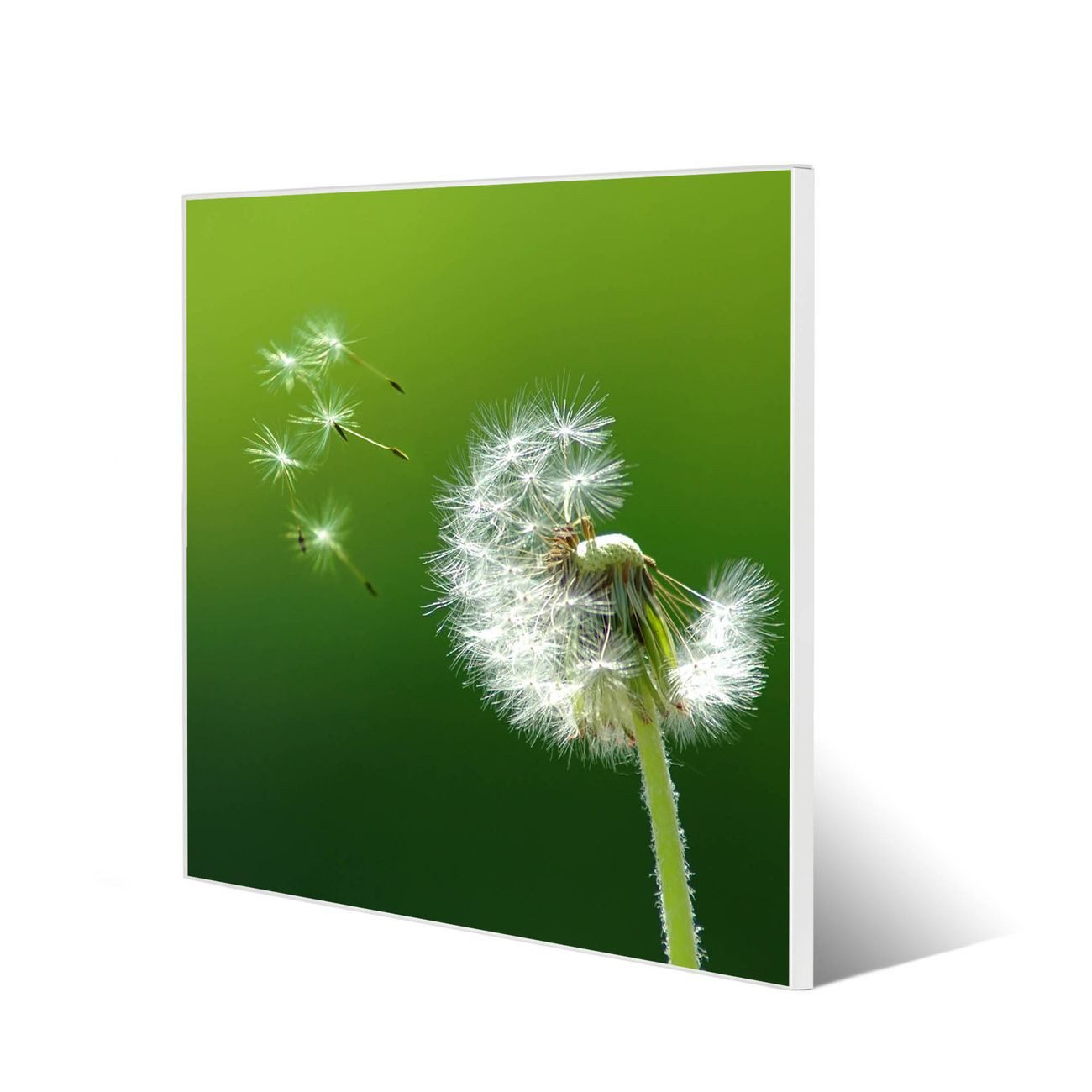 banjado Magnettafel Stahl Quadratisch Pusteblume, (inkl. 4 Magnete, Quadratische Stahlmagnettafel)