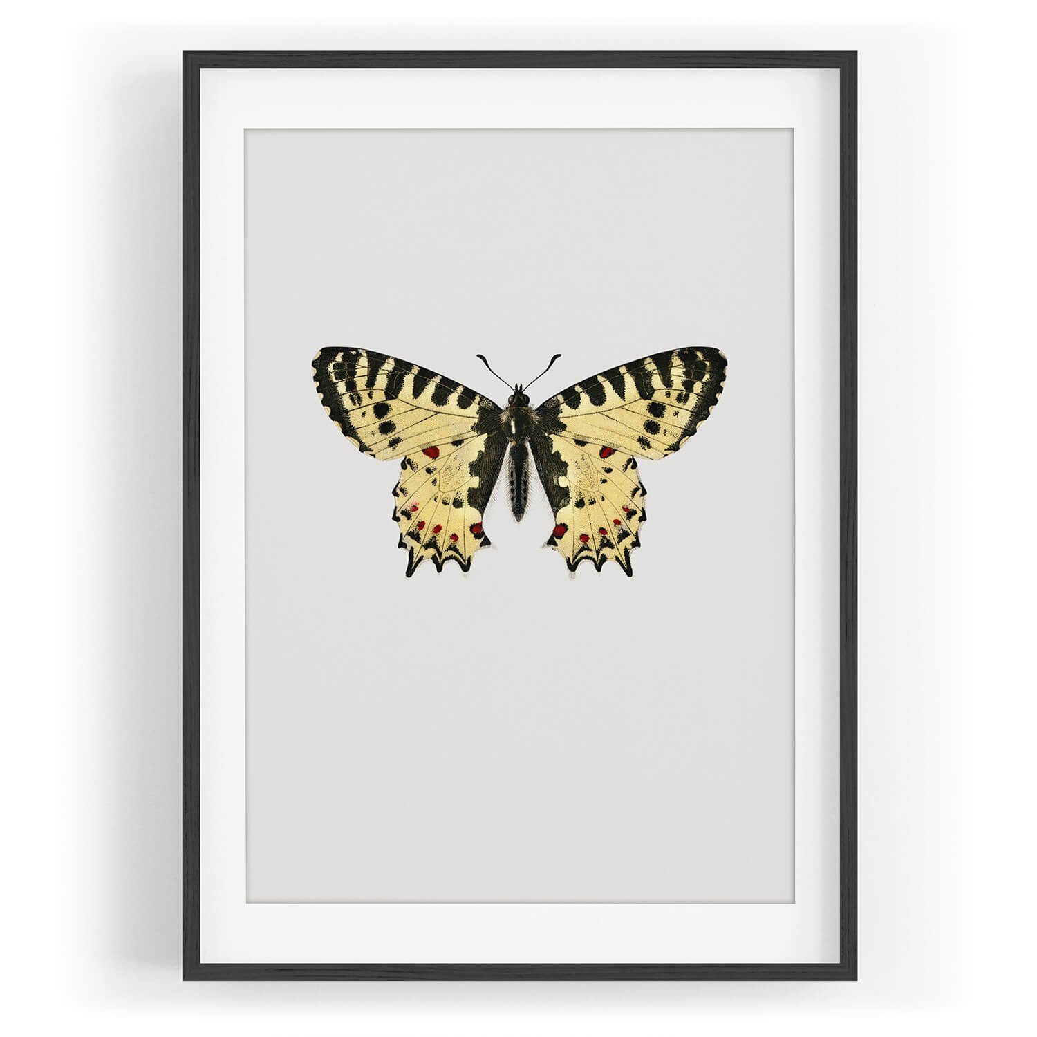 Sinus Art Wandbild Wandbild Schmetterling Vintage Kunstvoll Pastelltöne. € 35,00