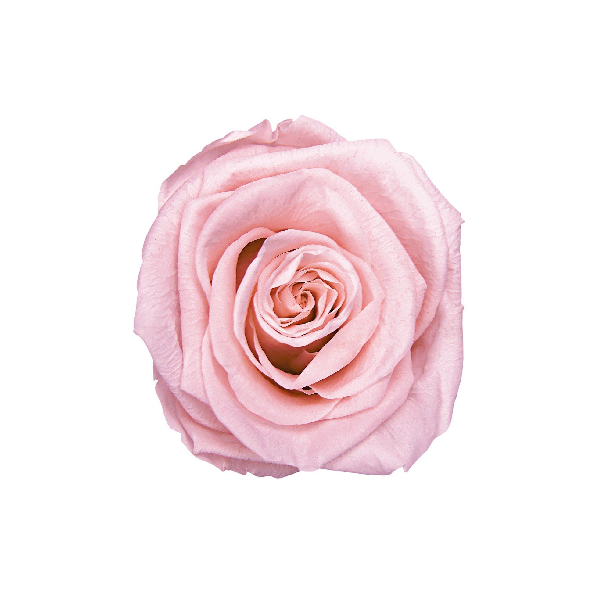 3 Echte, cm Rose Höhe I Holy haltbar Infinity I konservierte Kunstblume 1er Infinity by weiß Blush Blumen Runde mit Rosenbox Jahre Richter Flowers, duftende Raul in 9 I Rose, Pink