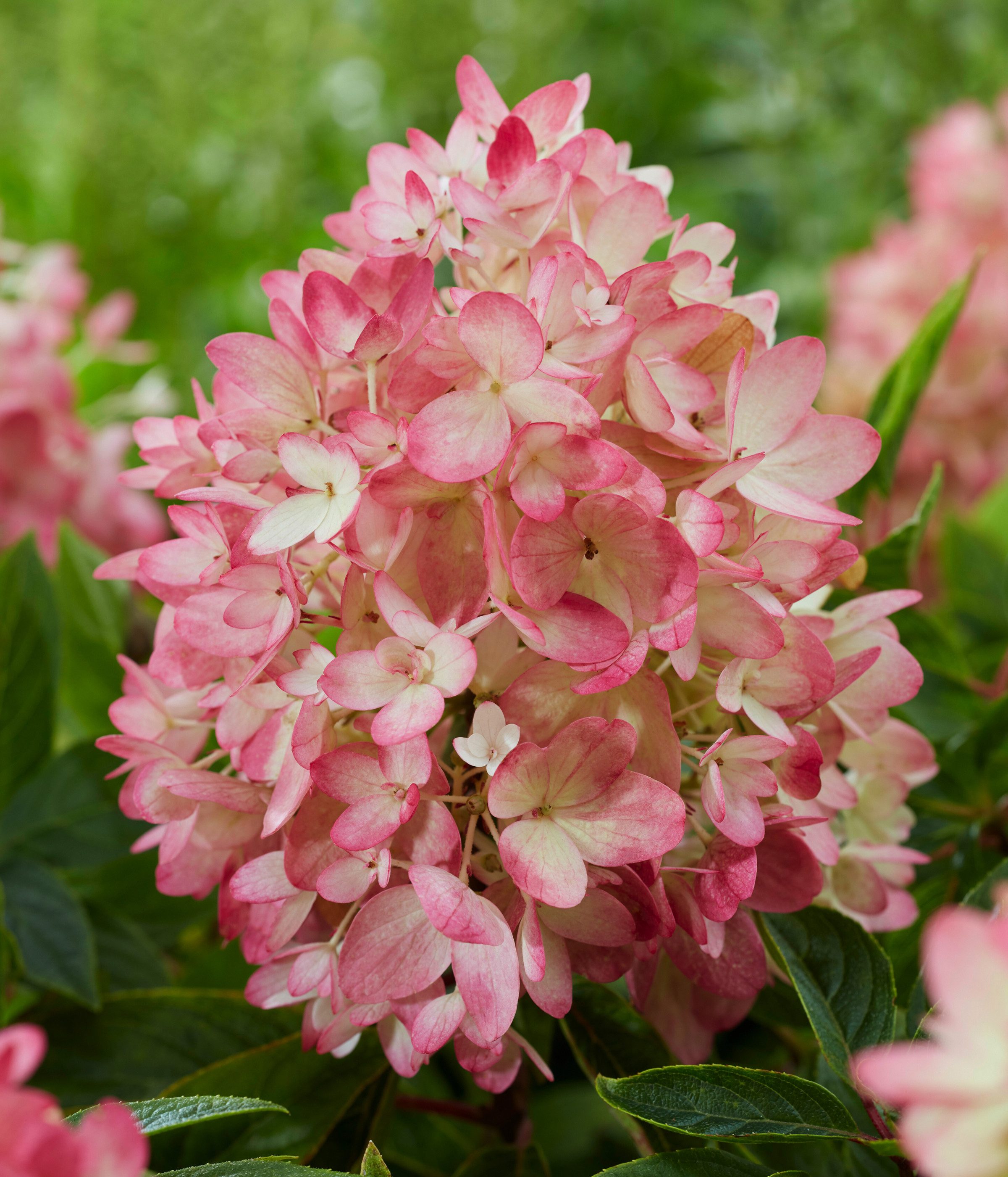 Dehner Gehölze Bodendecker-Rispenhortensie Groundbreaker® Blush™, weiß-rosa-rot, mehrjähriger Zierstrauch für sonnige bis halbschattige Standorte – Bild 5 von 5