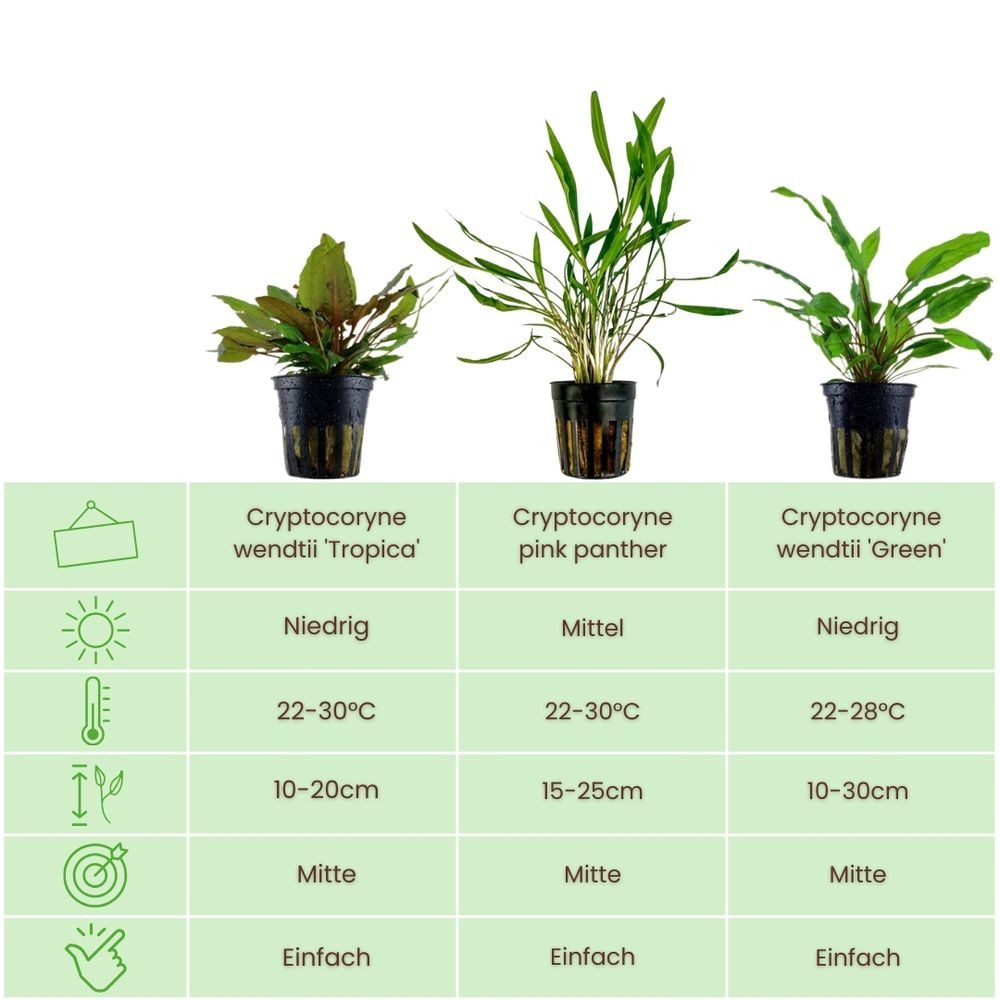 Aquaone Wasserpflanze Pflanzen Set mit 3 Cryptocoryne Aquariumpflanzen Set günstig online kaufen