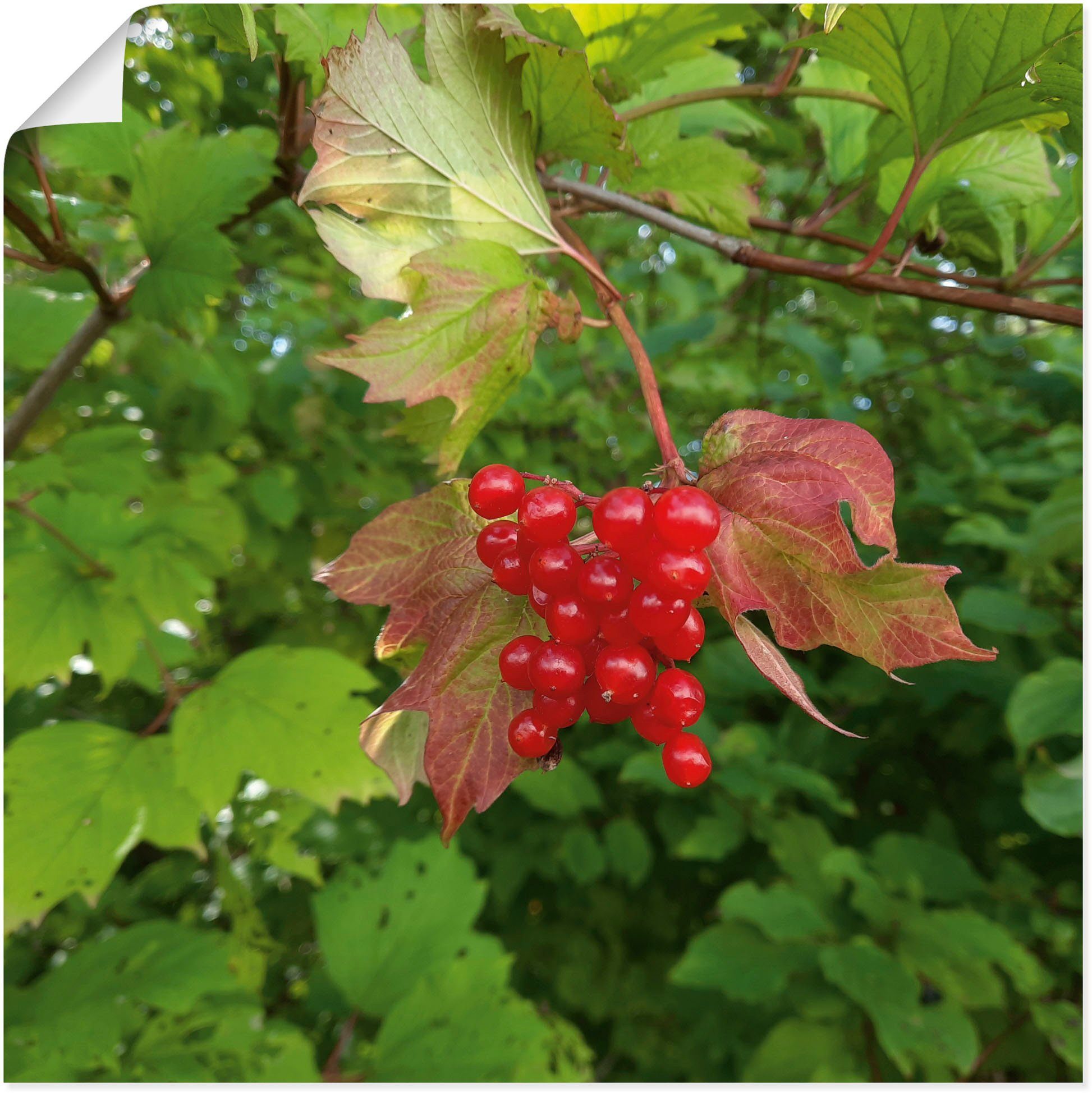 Artland in Poster oder Leinwandbild, Größen als Rote Wildbeeren, Blätterbilder Wandbild Wandaufkleber versch. (1 Alubild, St),