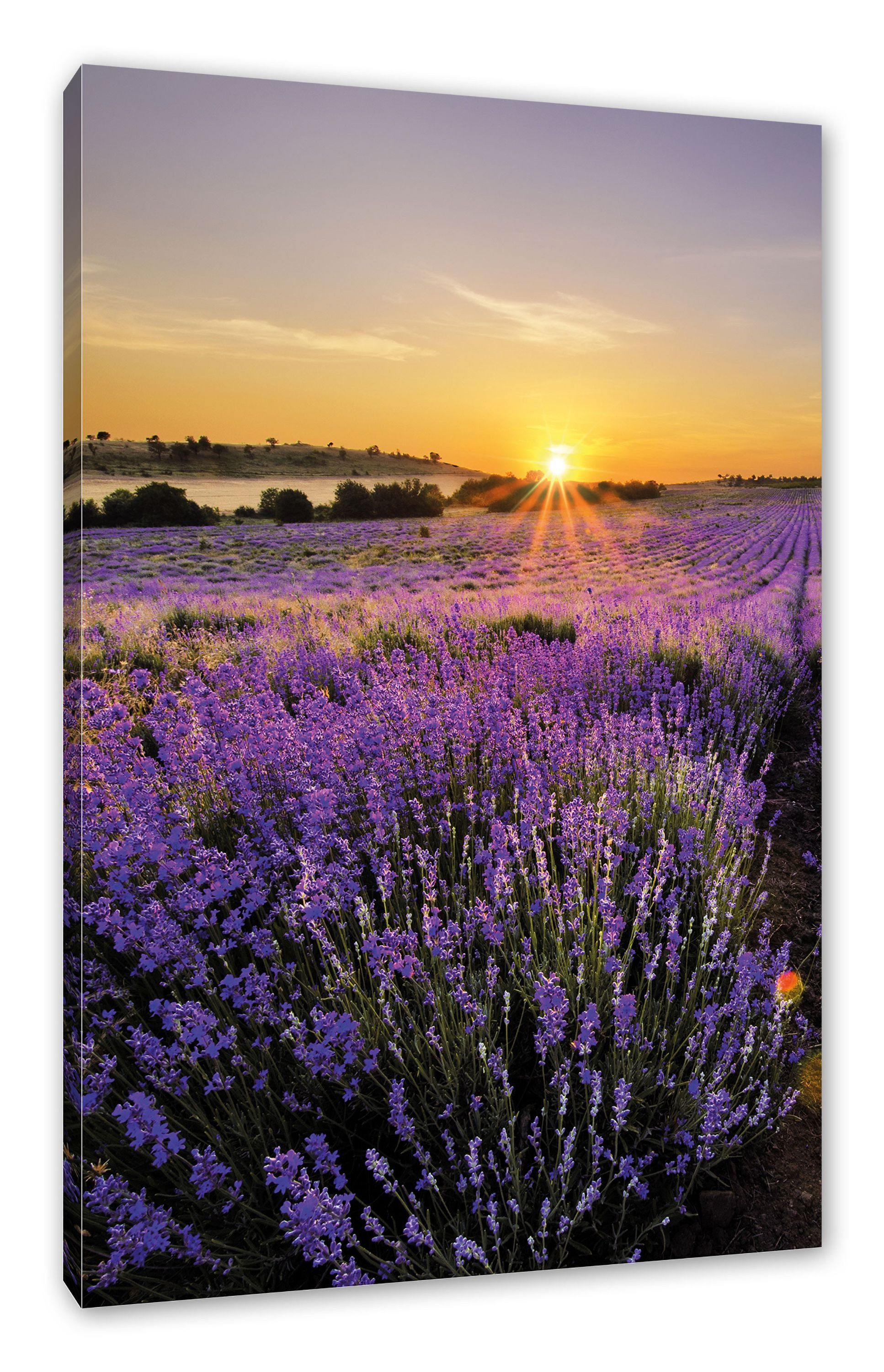 Pixxprint Leinwandbild Lavendelfeld in Frankreich, Lavendelfeld in Frankreich (1 St), Leinwandbild fertig bespannt, inkl. Zackenaufhänger