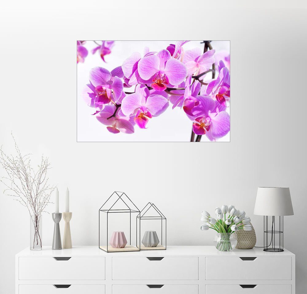 Posterlounge Wandbild Schone Rosa Magenta Orchidee Online Kaufen Otto