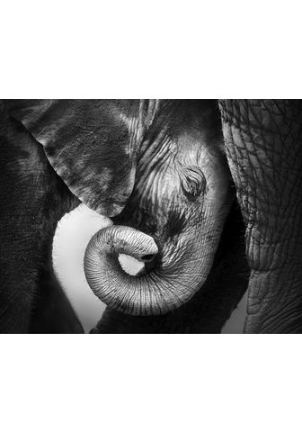 LIVING WALLS Фотообои »Elefanten Familie&laqu...