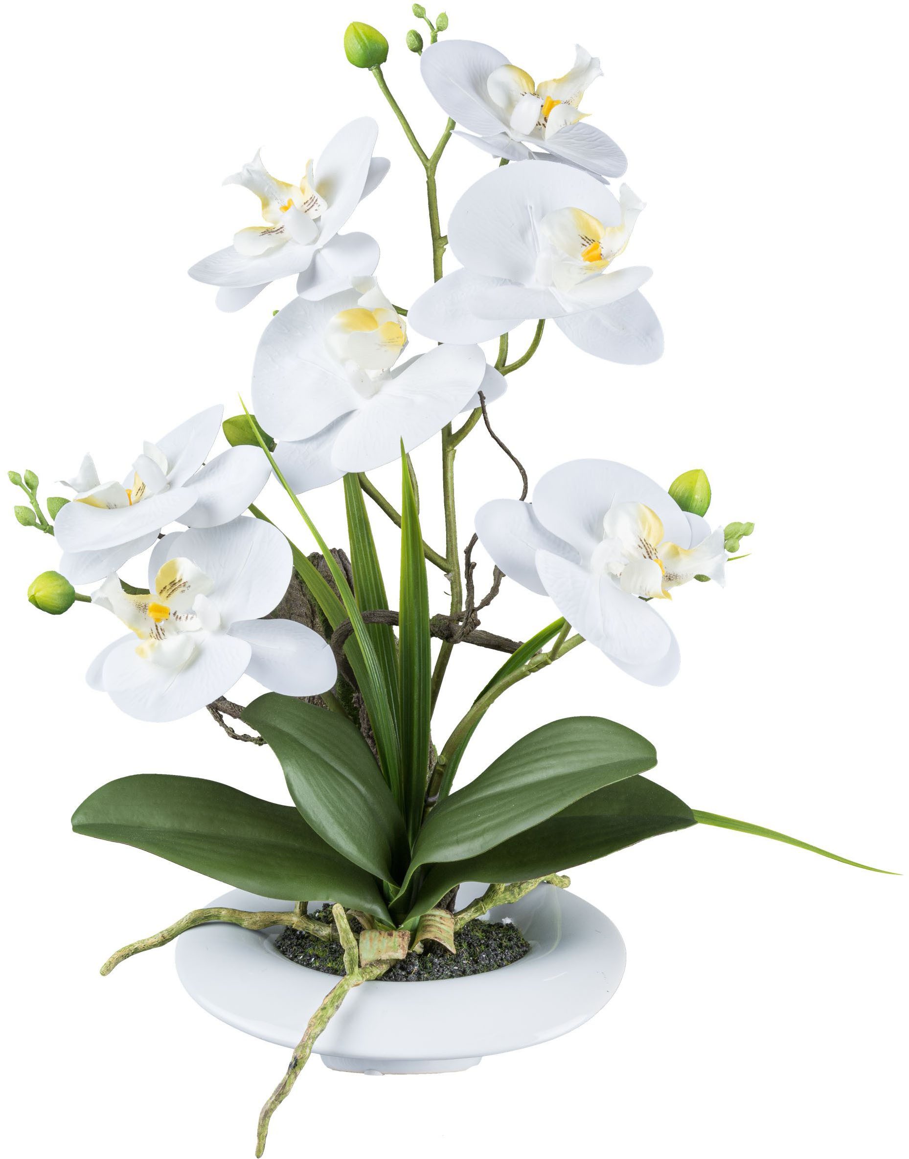 Kunstorchidee Orchidee Phalaenopsis, Creativ green, Höhe 41 cm, in außergew günstig online kaufen