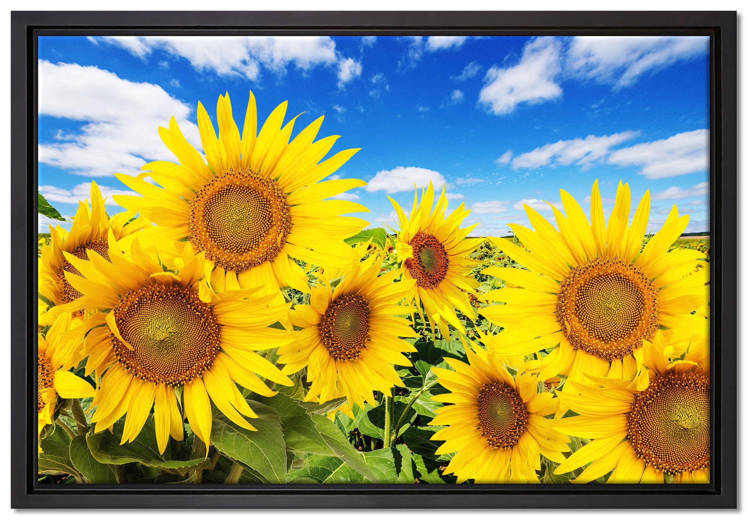 Himmel, Leinwandbild inkl. Zackenaufhänger fertig Leinwandbild in (1 gefasst, unter einem St), Schattenfugen-Bilderrahmen Pixxprint Wanddekoration Sonnenblumenwiese bespannt,