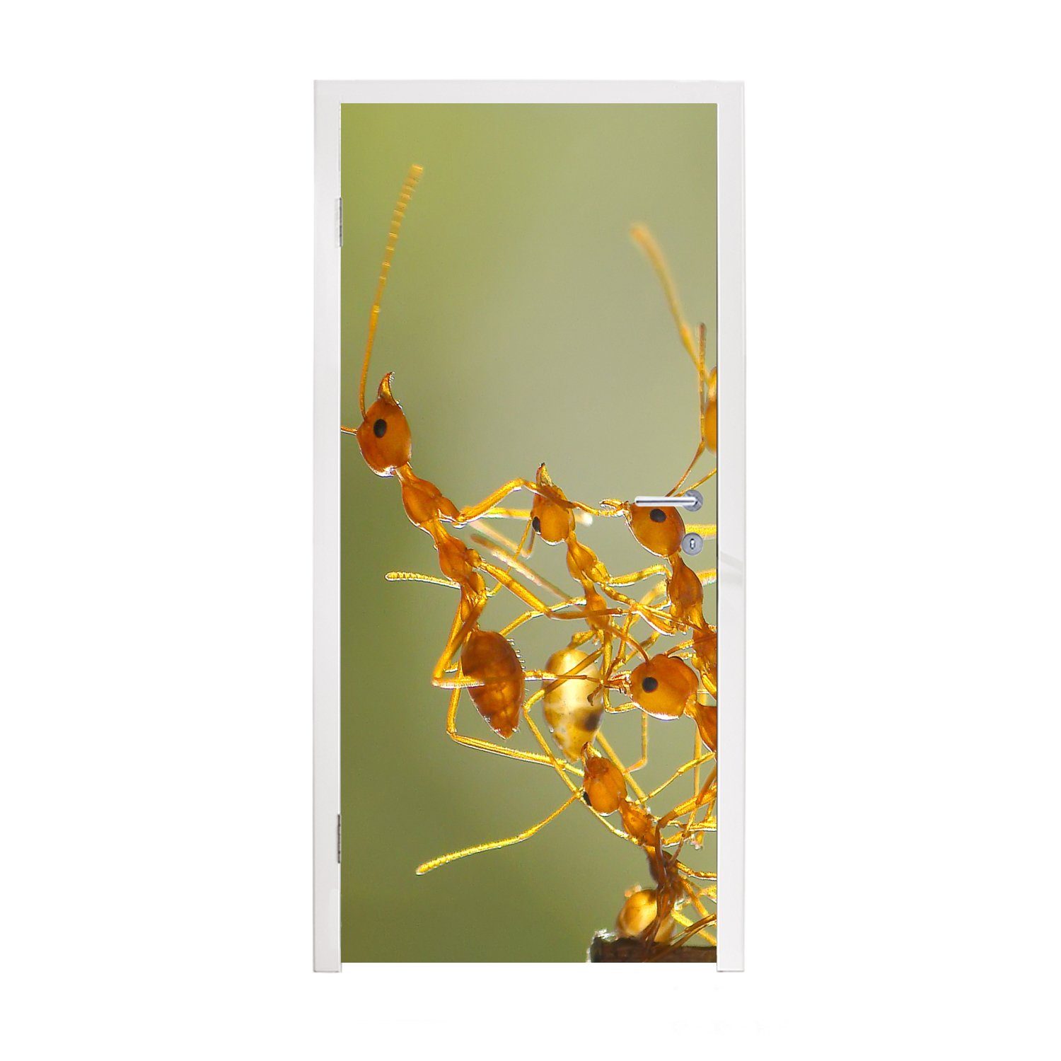 MuchoWow Türtapete Ameisen - Orange - Tiere, Matt, bedruckt, (1 St), Fototapete für Tür, Türaufkleber, 75x205 cm