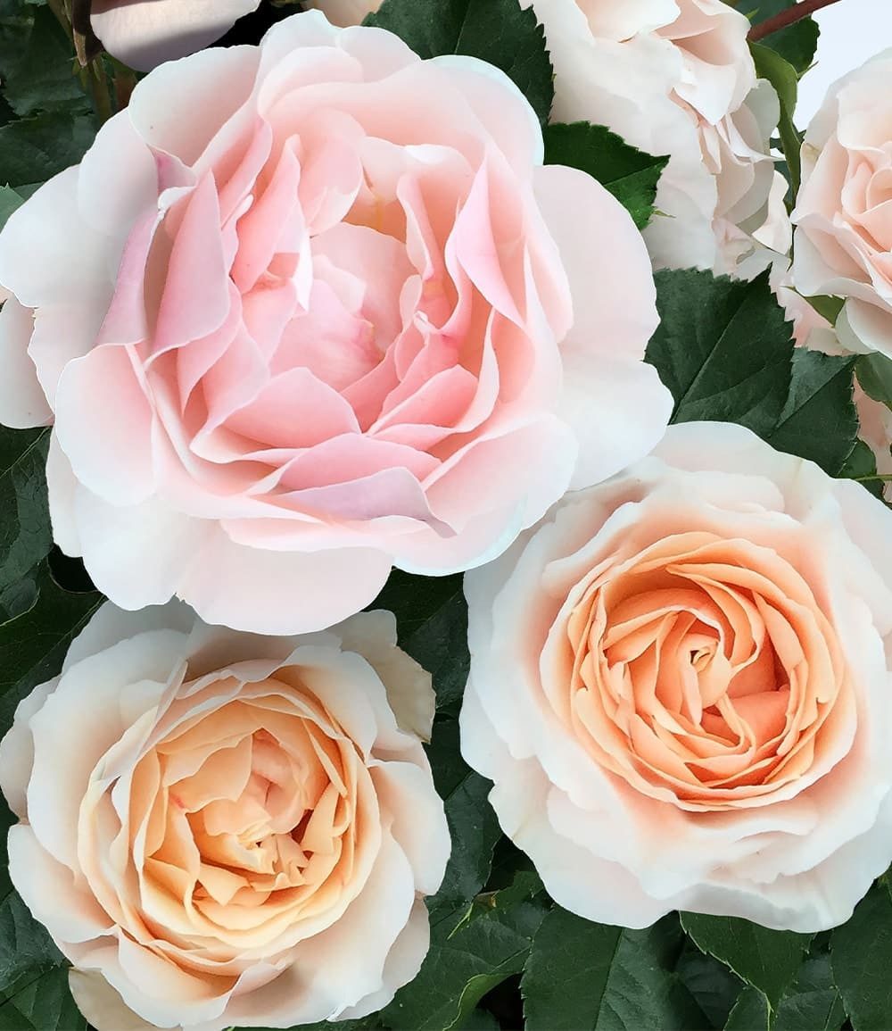 BALDUR Garten Rose Parfum-Rose 'Jardin des Tuileries®', 1 St., Schnittblume, winterhart, mehrjährig, duftend