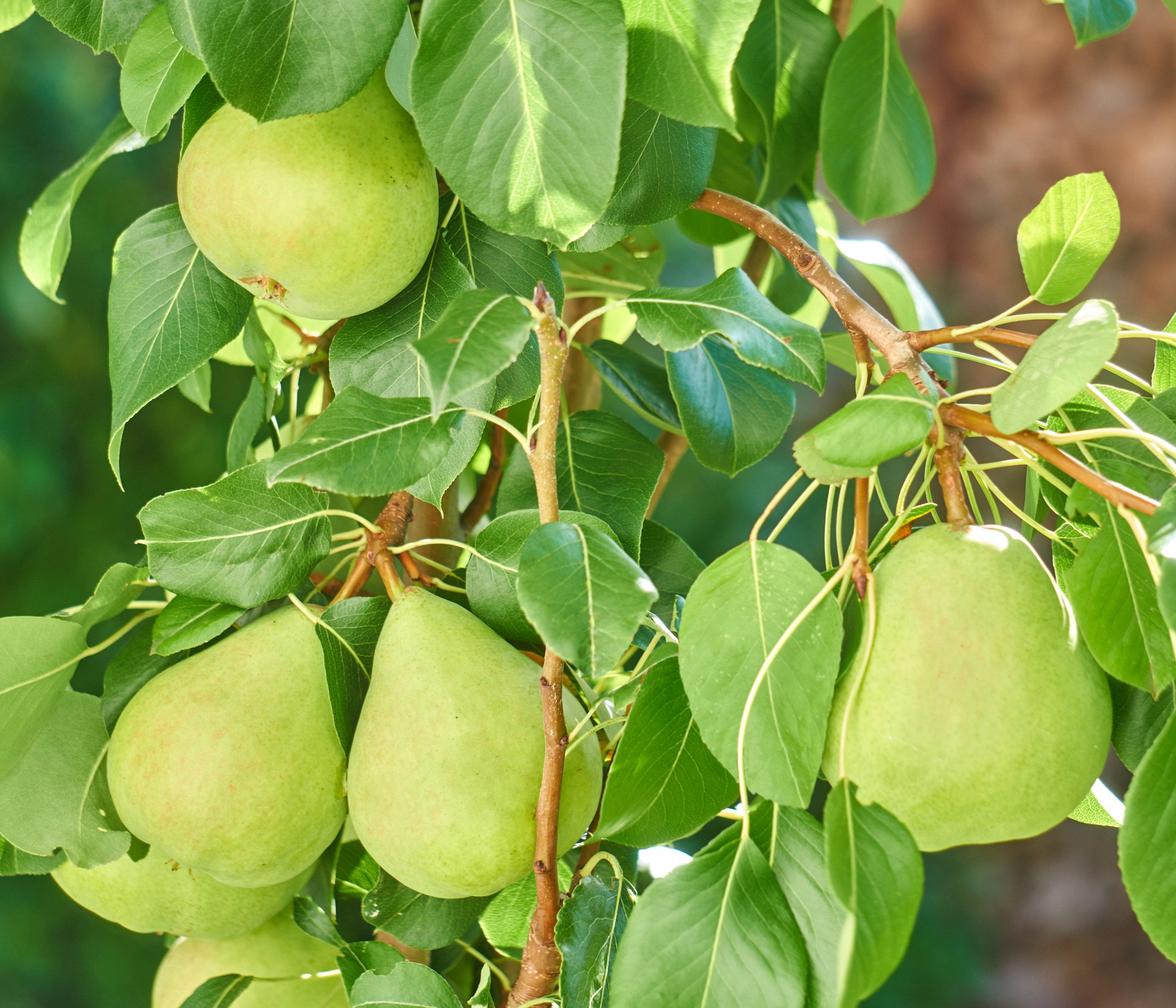 Dehner Obstpflanze Zwergbirne Luisa, Pyrus communis, ca. 80-90 cm exkl. Pflanztopf, zwergwüchsiger Birnbaum mit saftigen Früchten – Bild 3 von 3