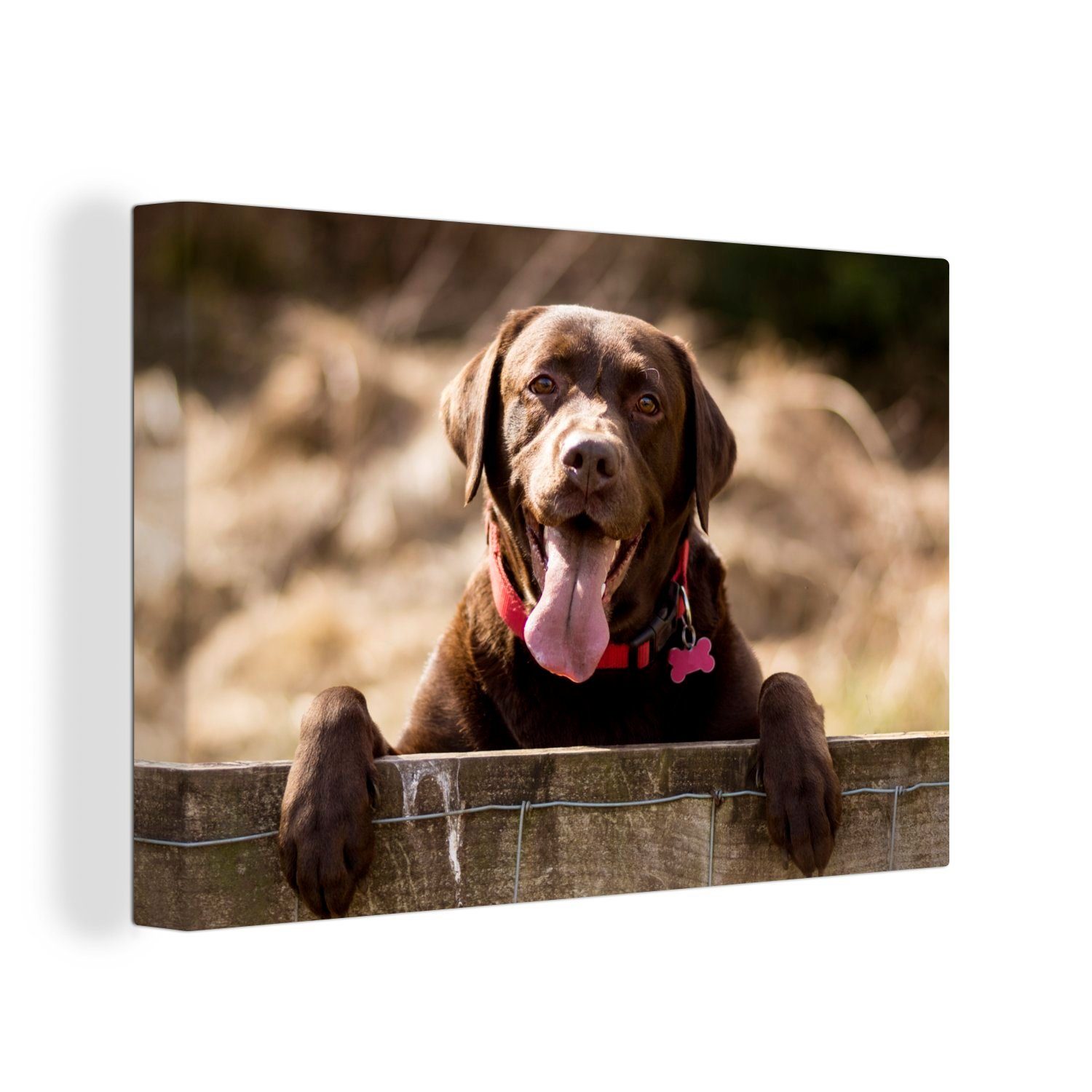 OneMillionCanvasses® Leinwandbild Labrador Retriever schaut über einen Zaun, (1 St), Wandbild Leinwandbilder, Aufhängefertig, Wanddeko, 30x20 cm