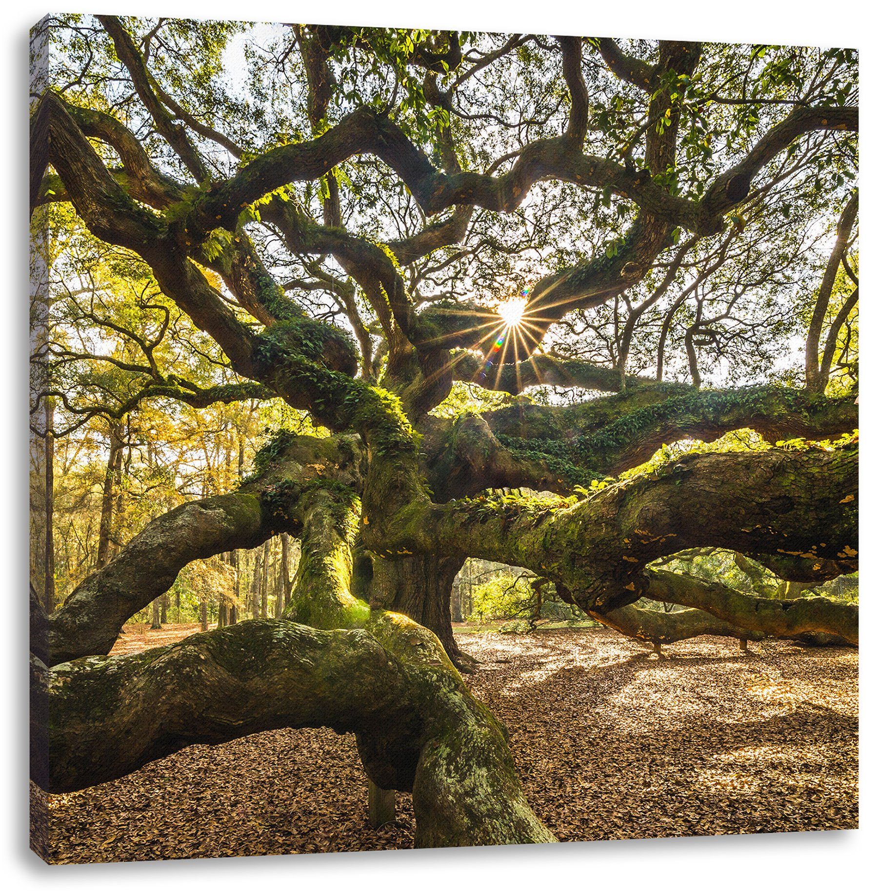 Pixxprint Leinwandbild gigantisch verzweigter Baum, gigantisch verzweigter Baum (1 St), Leinwandbild fertig bespannt, inkl. Zackenaufhänger | Leinwandbilder