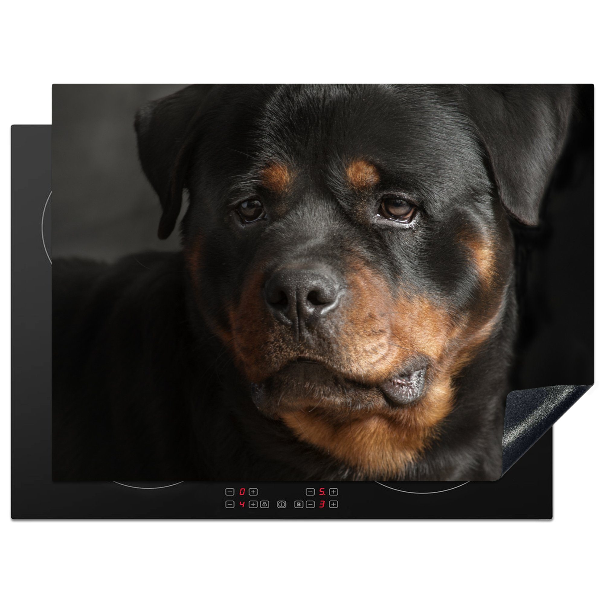 MuchoWow Herdblende-/Abdeckplatte Porträt eines Rottweilers im Atelier, Vinyl, (1 tlg), 70x52 cm, Mobile Arbeitsfläche nutzbar, Ceranfeldabdeckung