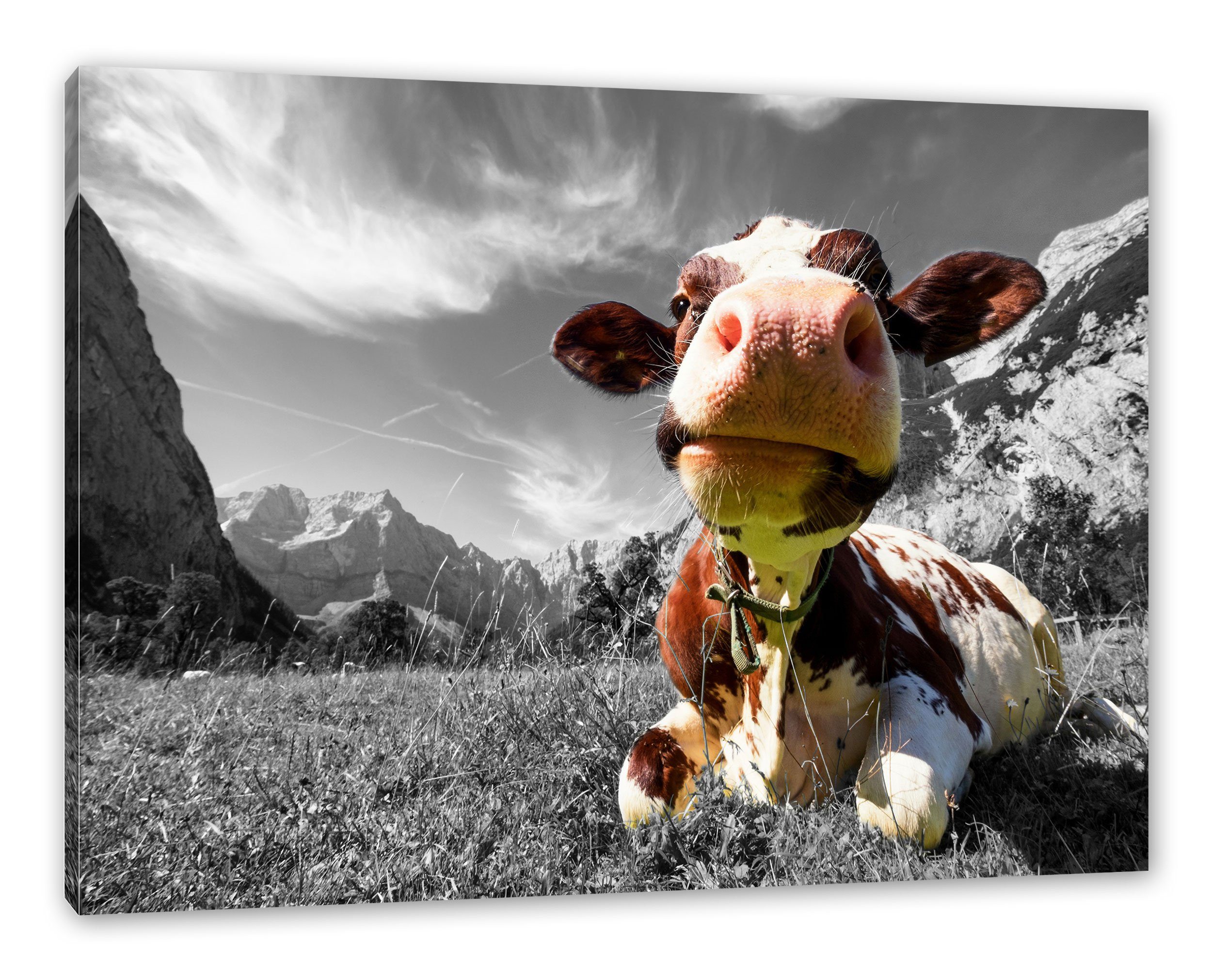 bespannt, (1 Pixxprint Leinwandbild St), fertig inkl. Karwendelgebirge Leinwandbild Karwendelgebirge, Kuh im Kuh Zackenaufhänger im