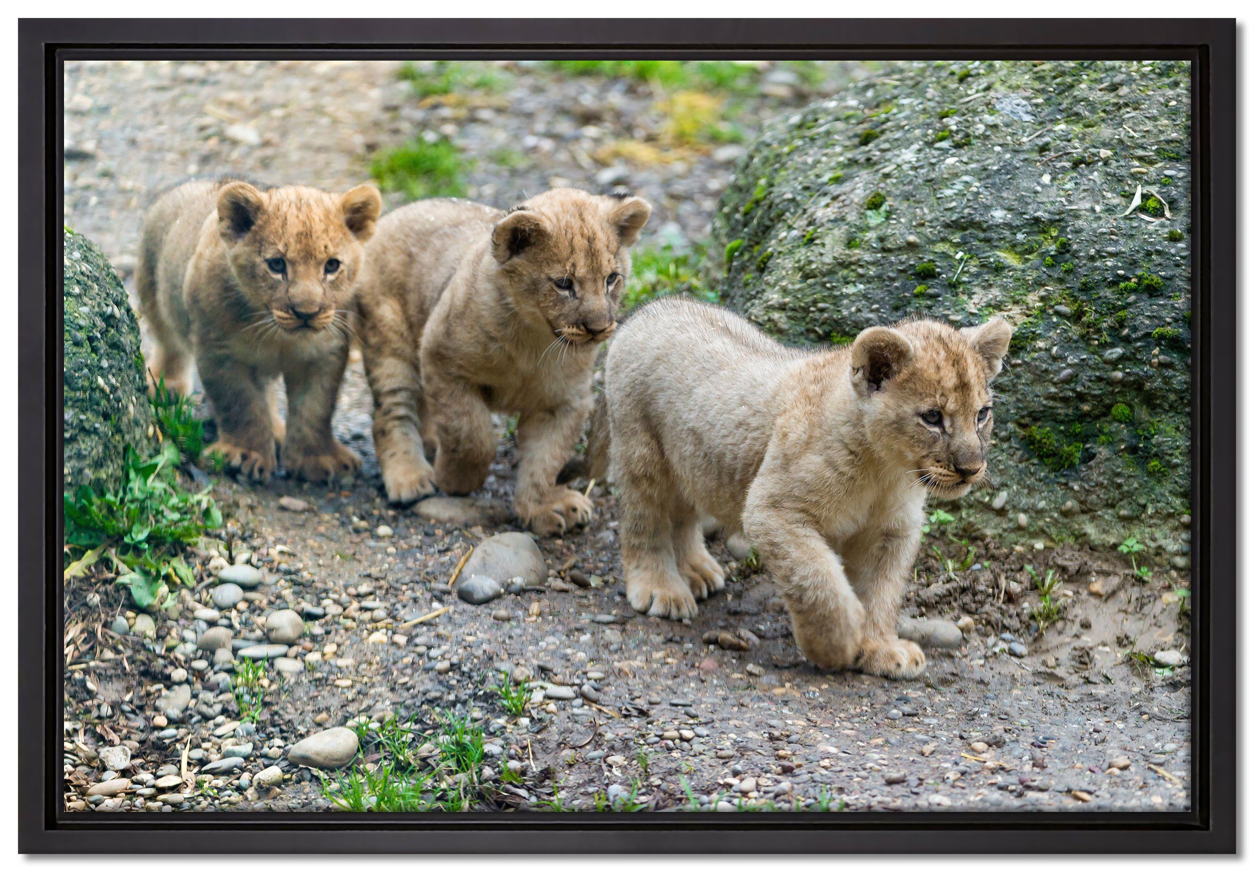 Pixxprint Leinwandbild niedliche Löwenjungtiere, Wanddekoration (1 St), Leinwandbild fertig bespannt, in einem Schattenfugen-Bilderrahmen gefasst, inkl. Zackenaufhänger