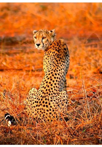 IDEALDECOR Фотообои »Leopard Safari« ...