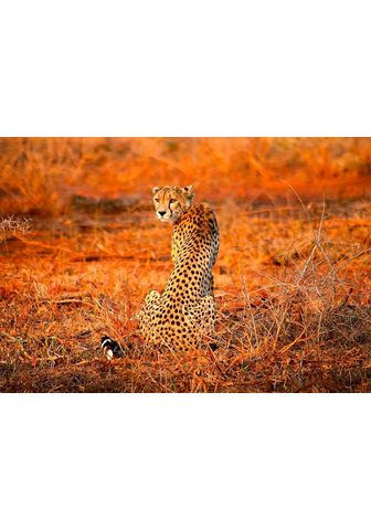 IDEALDECOR Фотообои »Leopard Safari« ...