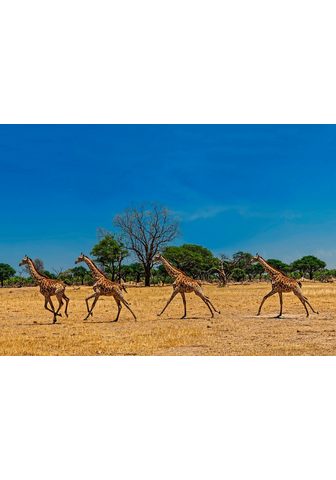 IDEALDECOR Фотообои »Laufende Giraffen&laqu...