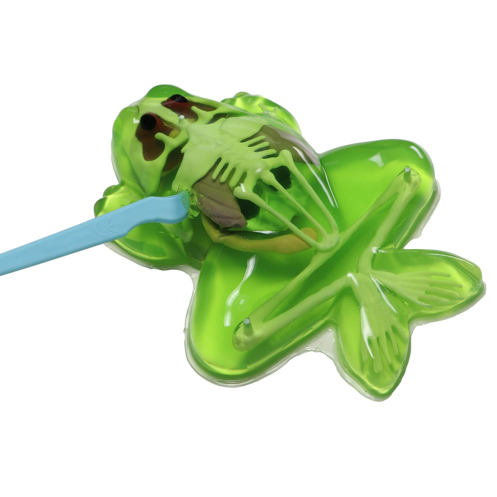 Slimy® Lernspielzeug Slimy Lab Frosch Experimentieren Forschen Sezier Schle günstig online kaufen