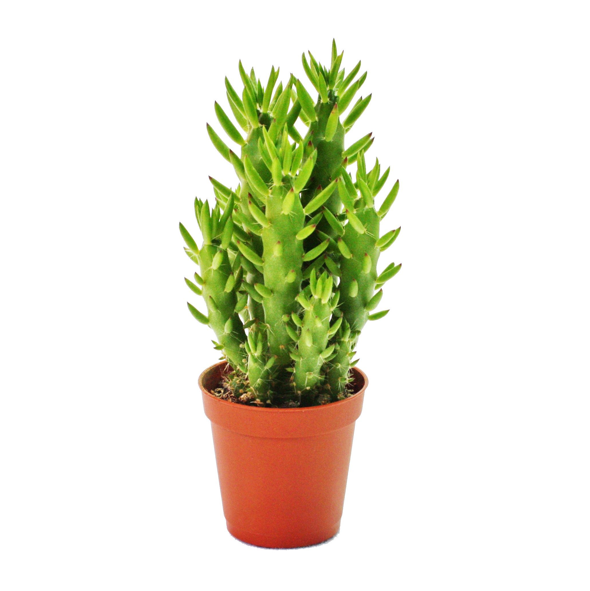Exotenherz Zimmerpflanze Austrocylindropuntia subulata - Feigenkaktus - im 5,5cm Topf