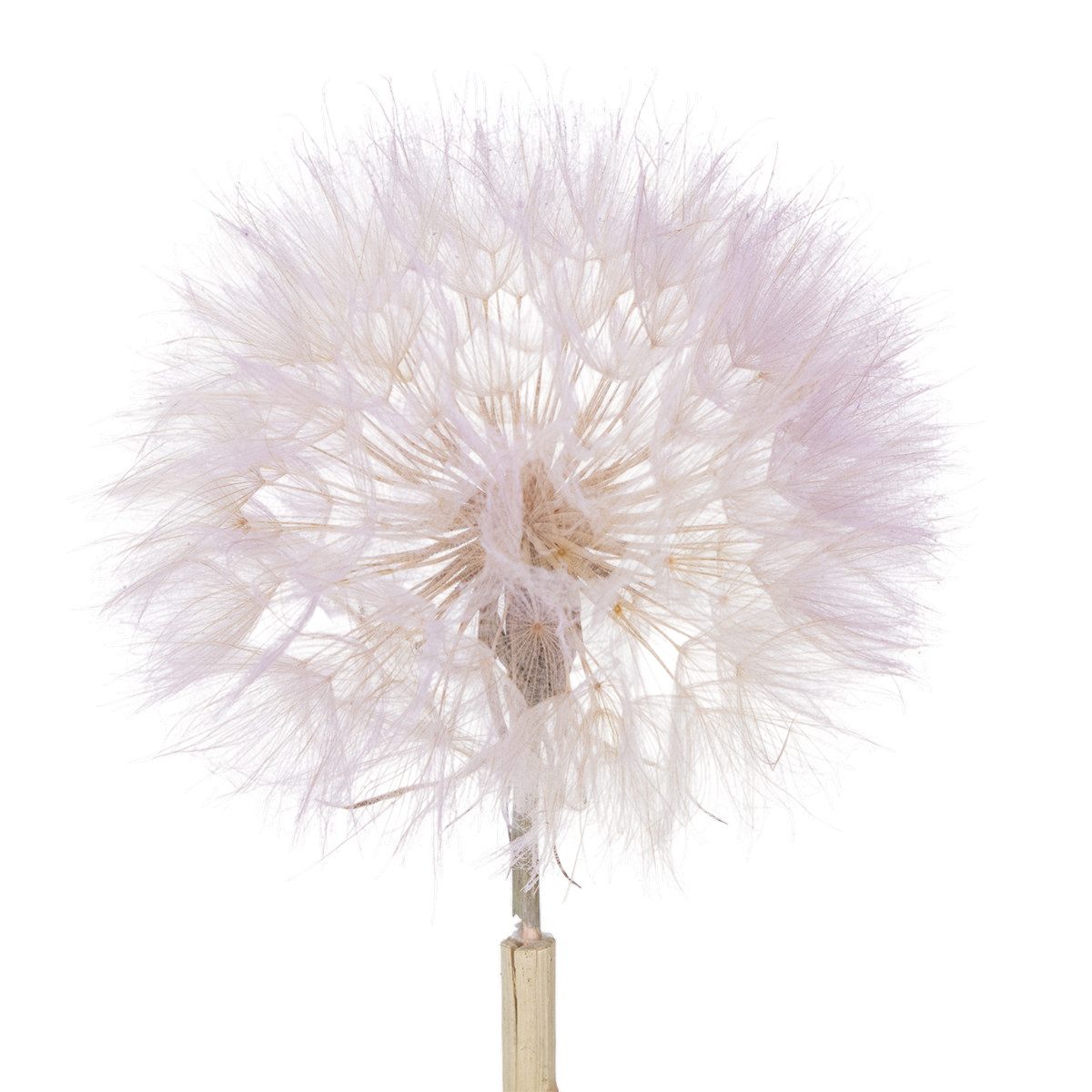 Trockenblume Elegante Trockenblumen-Deko für Wohnzimmer und moderne, 4 Stück, Florists Products, Höhe 50 cm