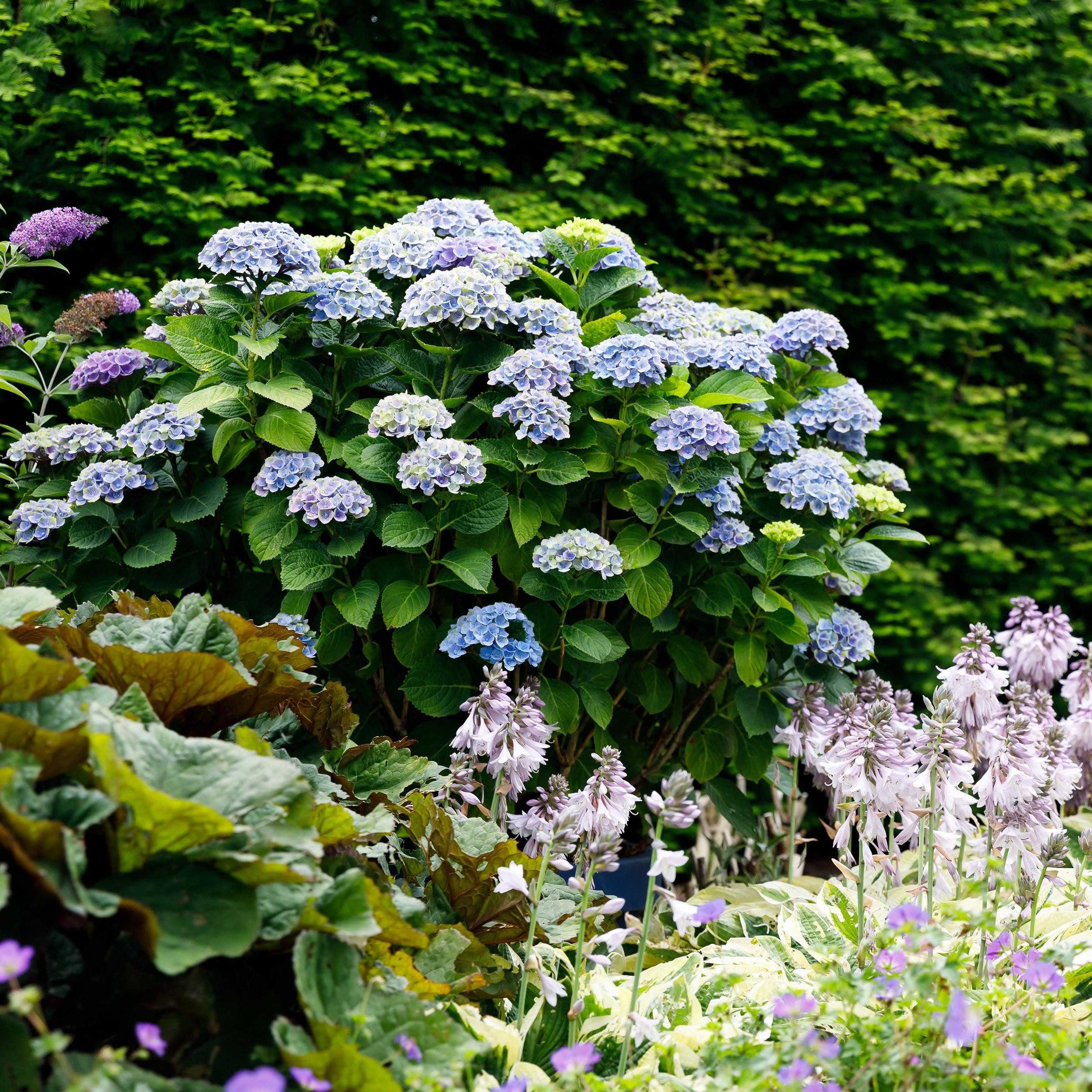 Exotenherz Beetpflanze Exotenherz - Hortensia - Hydrangea Magical Revolution Blue - 23cm Topf