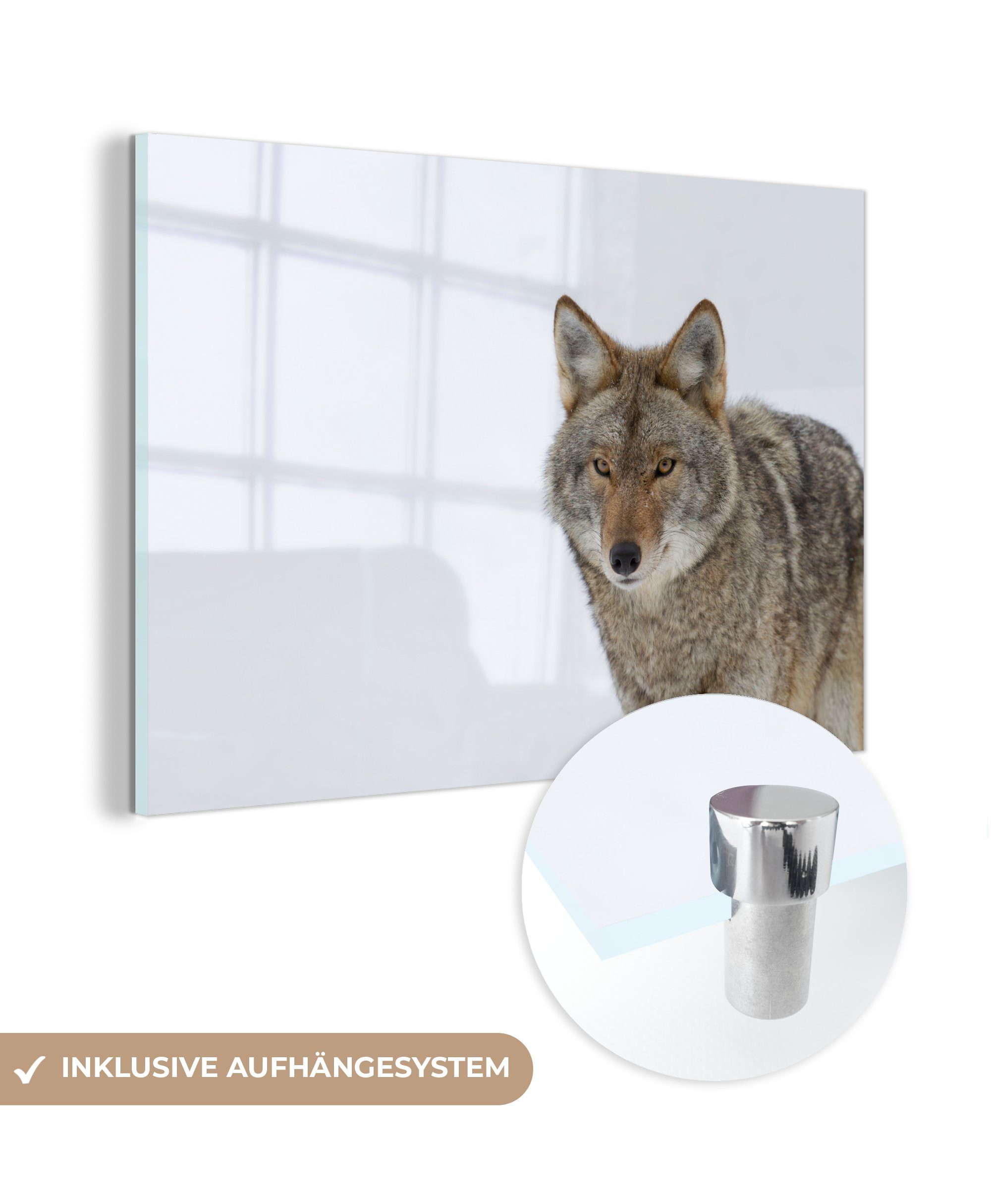 MuchoWow Acrylglasbild Wolf auf weißem Hintergrund, (1 St), Acrylglasbilder Wohnzimmer & Schlafzimmer