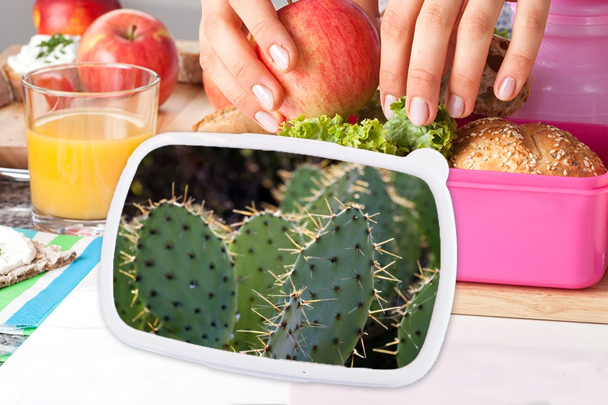 Botanischer Lunchbox für Fotodruck, Mädchen, Brotdose (2-tlg), MuchoWow Brotbox Kaktus Erwachsene, Kunststoff, Snackbox, Kinder, rosa Kunststoff