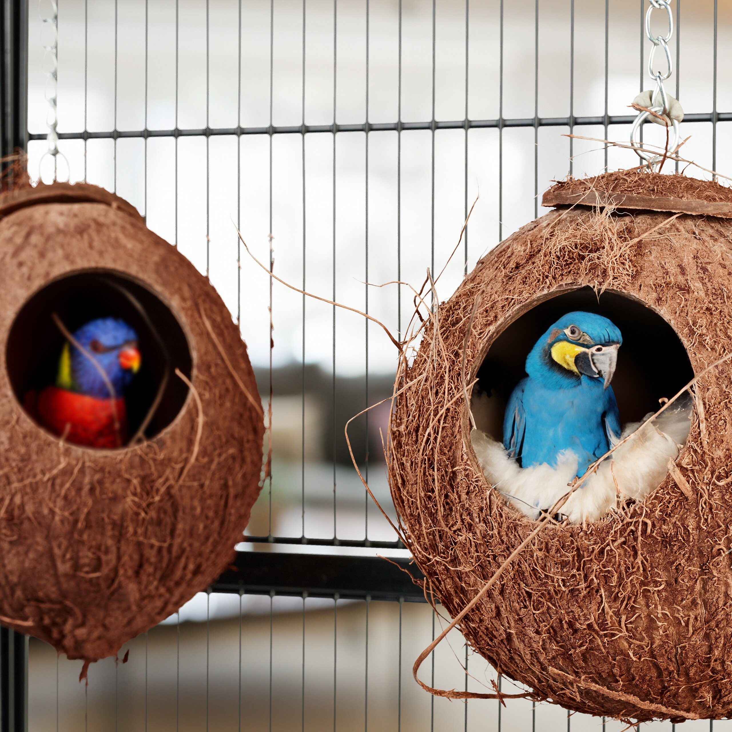 relaxdays Vogelhaus Kokosnuss 2er Set günstig online kaufen