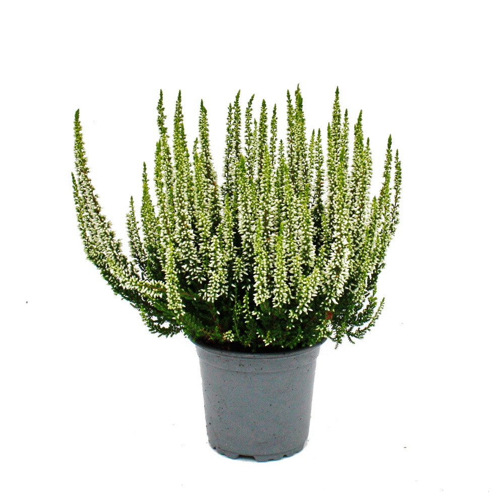 Exotenherz Beetpflanze Calluna vulgaris 3er Set Besenheide Heidepflanze winterhart 11cm Topf