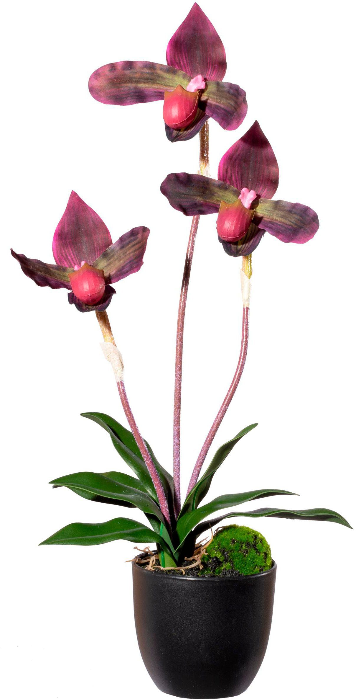 Höhe mit 45 cm, Frauenschuh, Orchidee Orchidee Frauenschuh green, Real-Touch-Blüten Creativ Kunstorchidee bordeaux